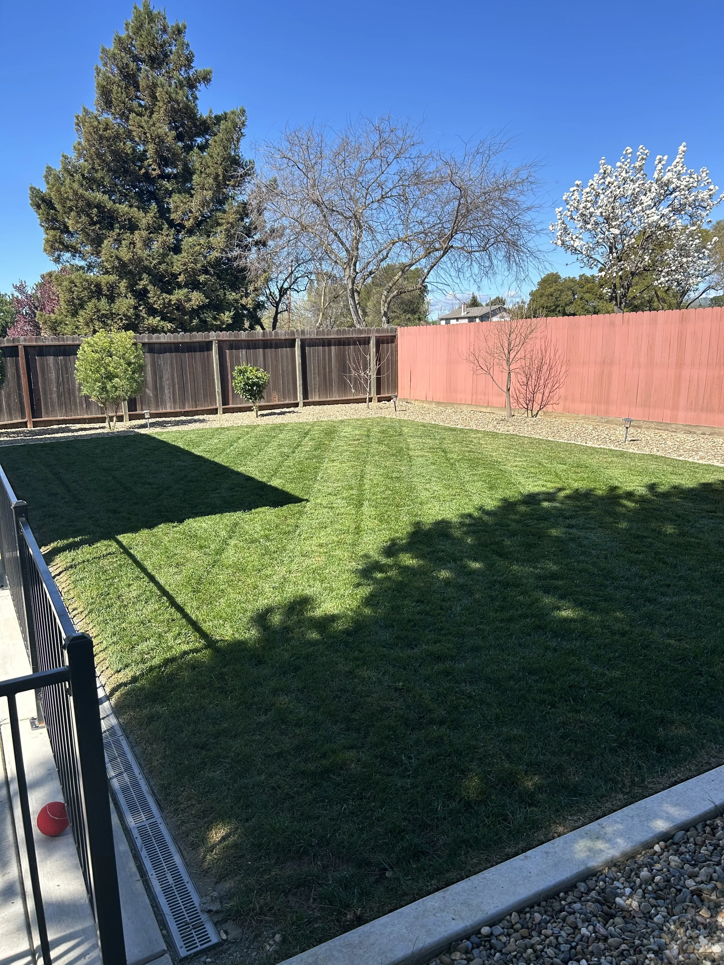 A backyard with a well-maintained green lawn, surrounded by a wooden fence with different colored sections, including dark brown and pink. There are three small trees along the fence and taller trees in the background under a clear blue sky.