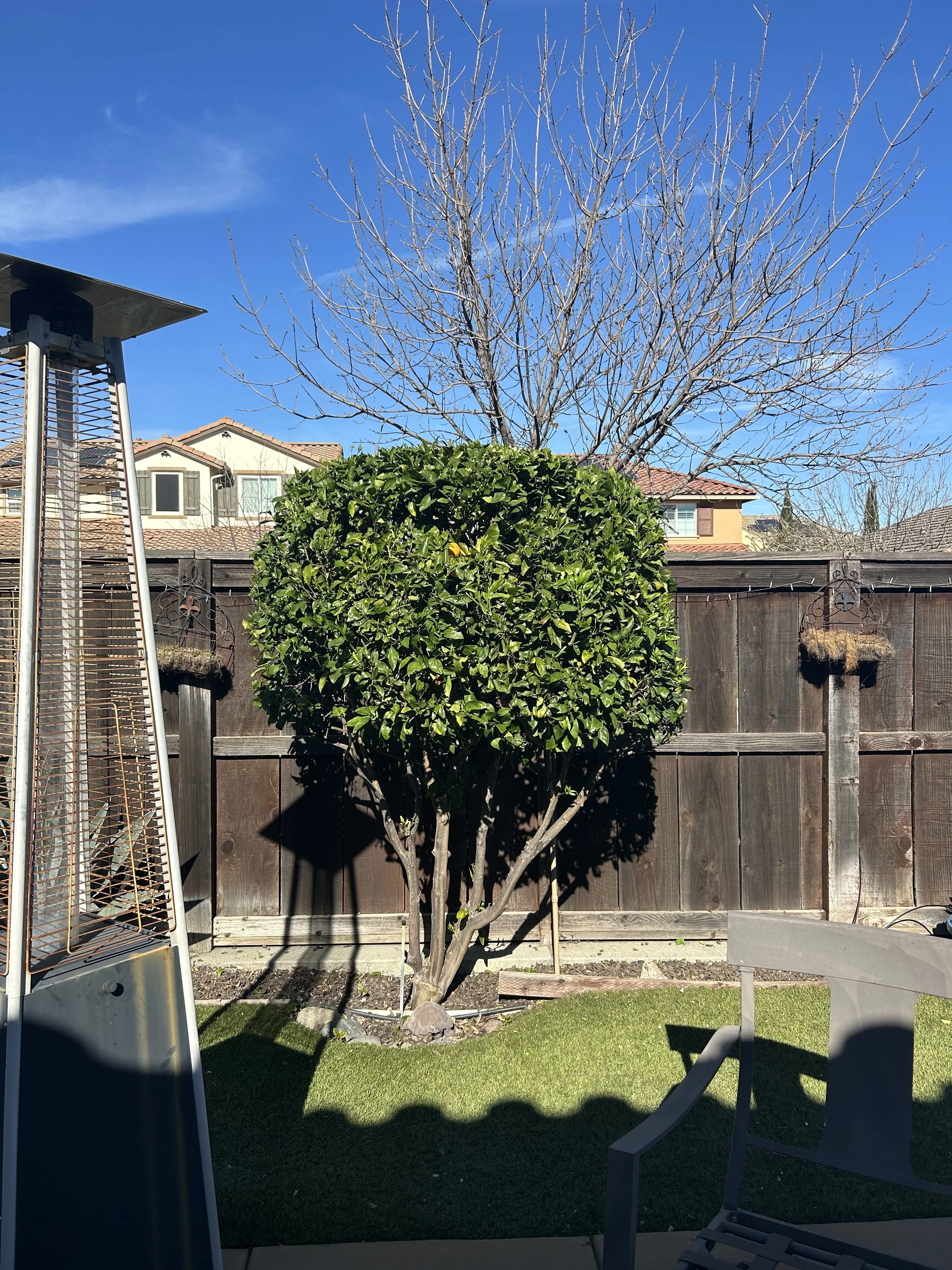 Backyard with a large, trimmed bush, leafless tree, wooden fence, and outdoor heater on sunny day.