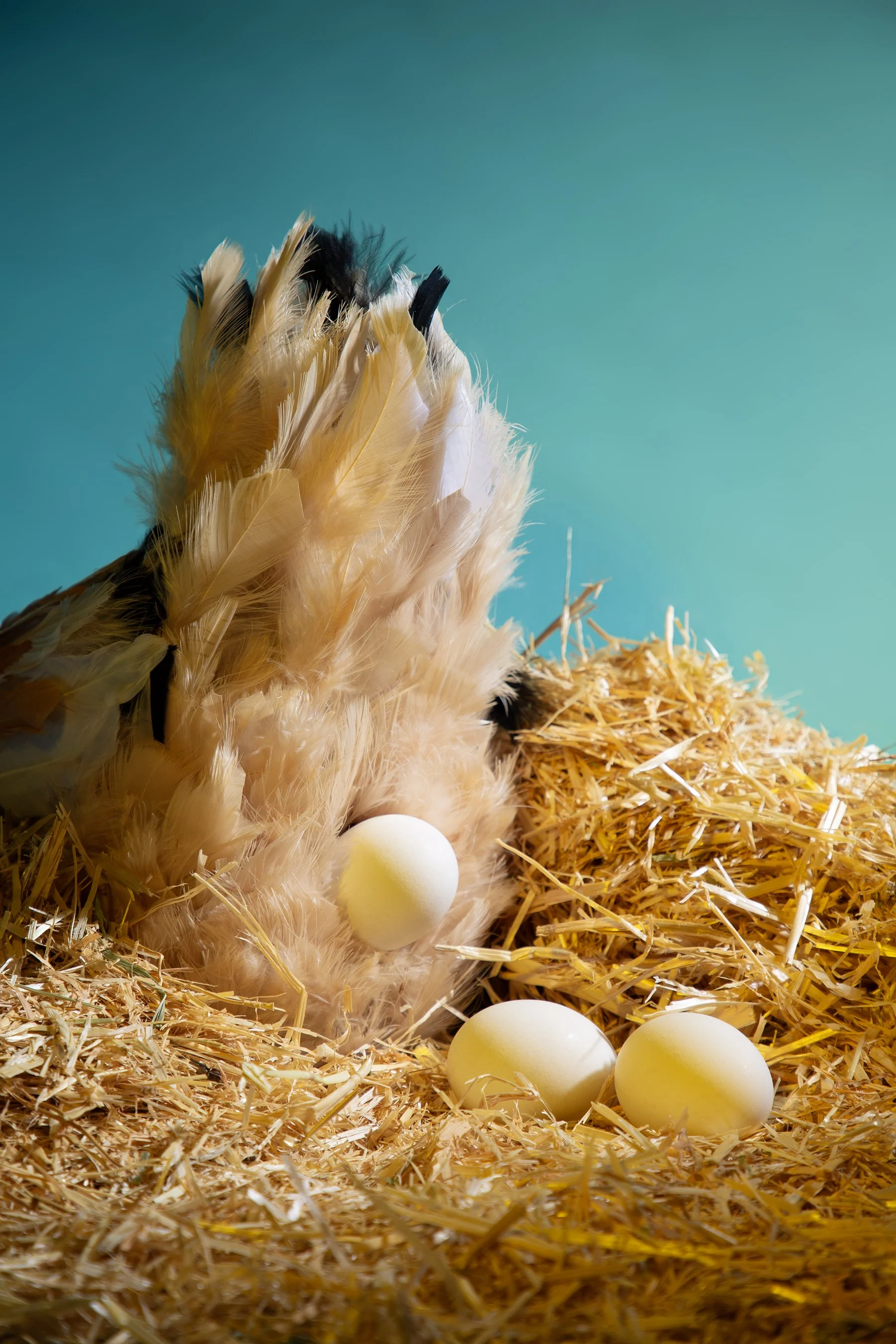 25_Loureiro_Illustrative_Egg-02.jpg