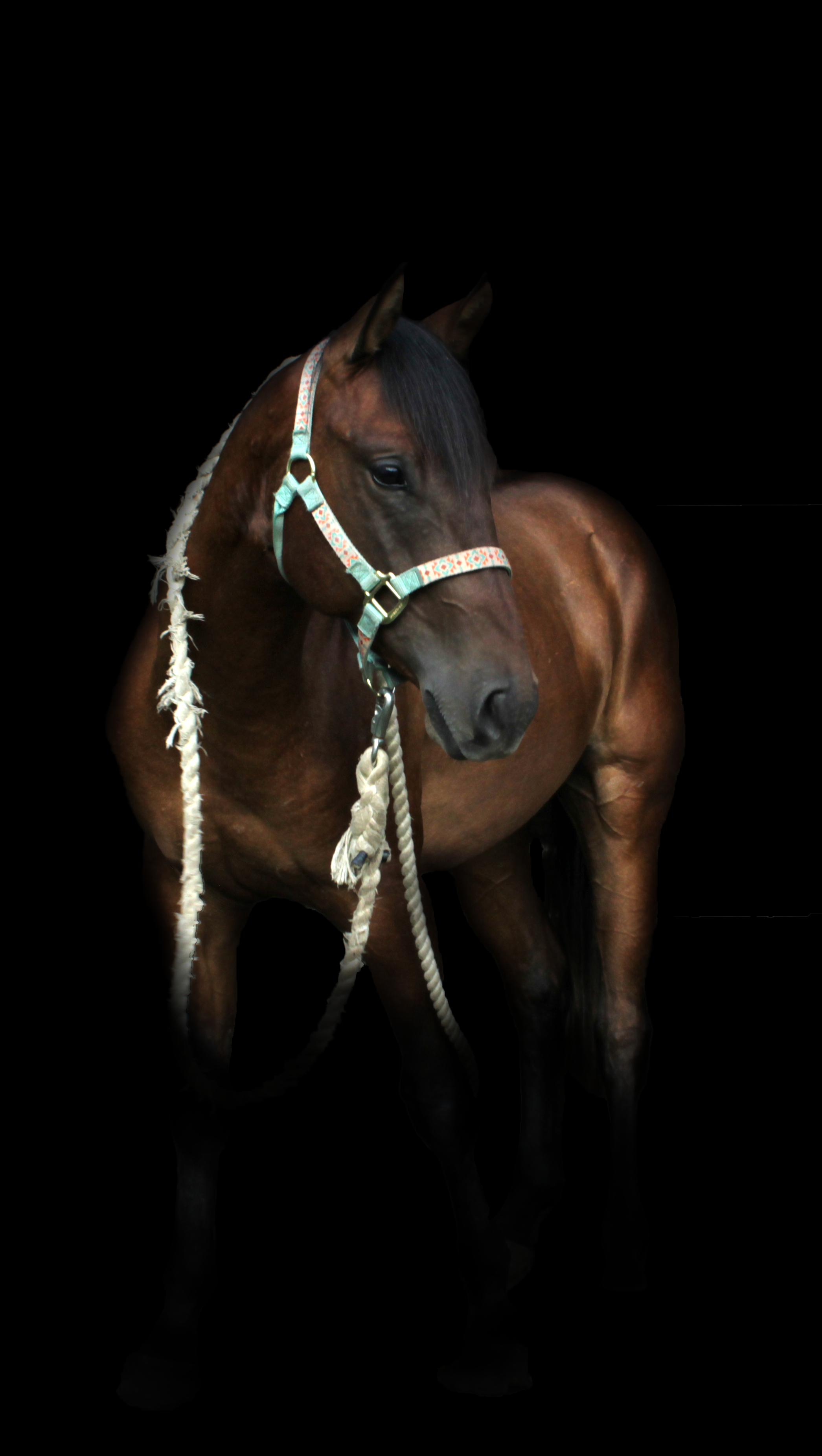 Yearling Bay Sale Photo