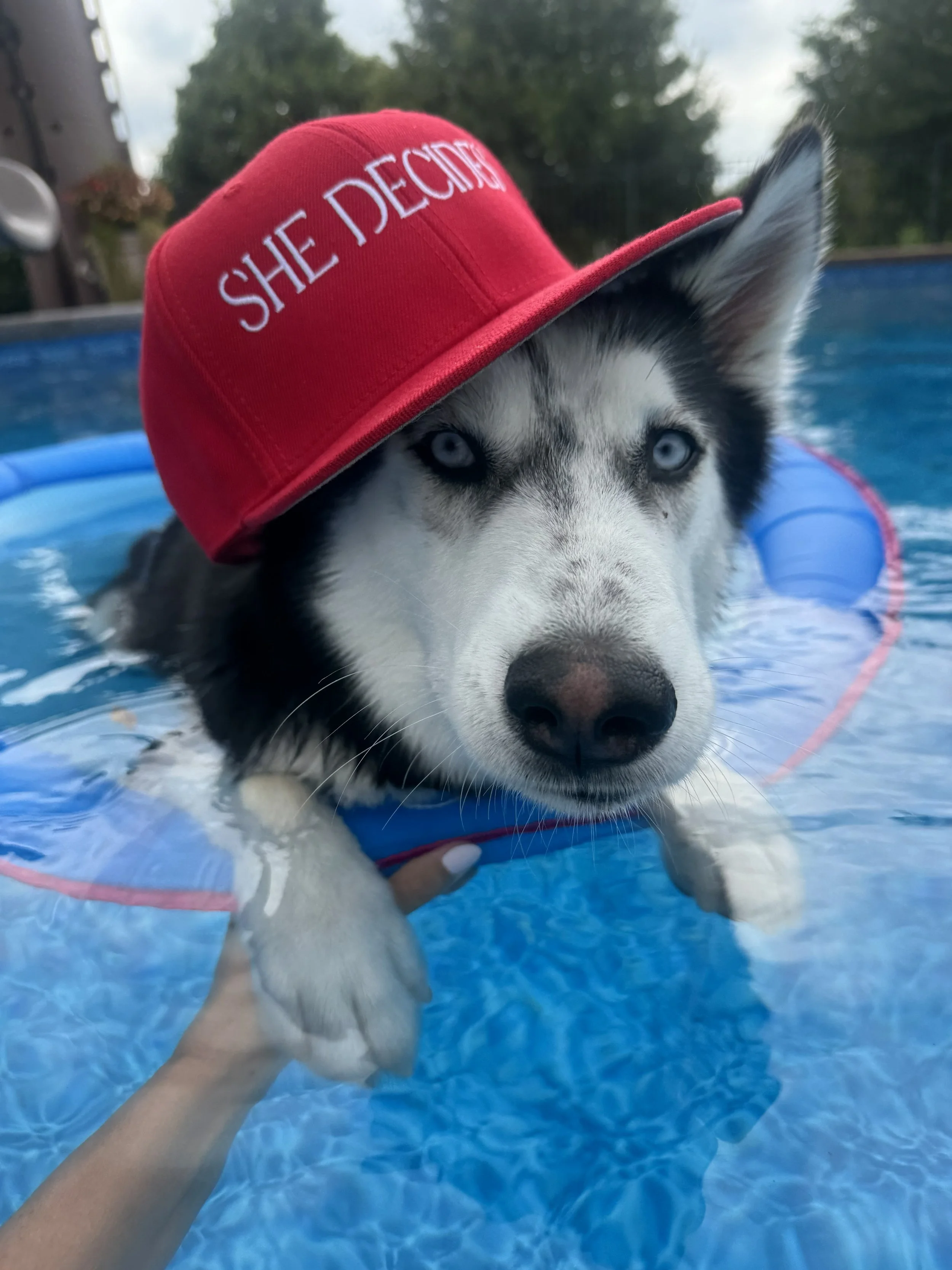 Husky wearing a red hat with white embroidered text that reads 'SHE DECIDES' while floating in a swimming pool.