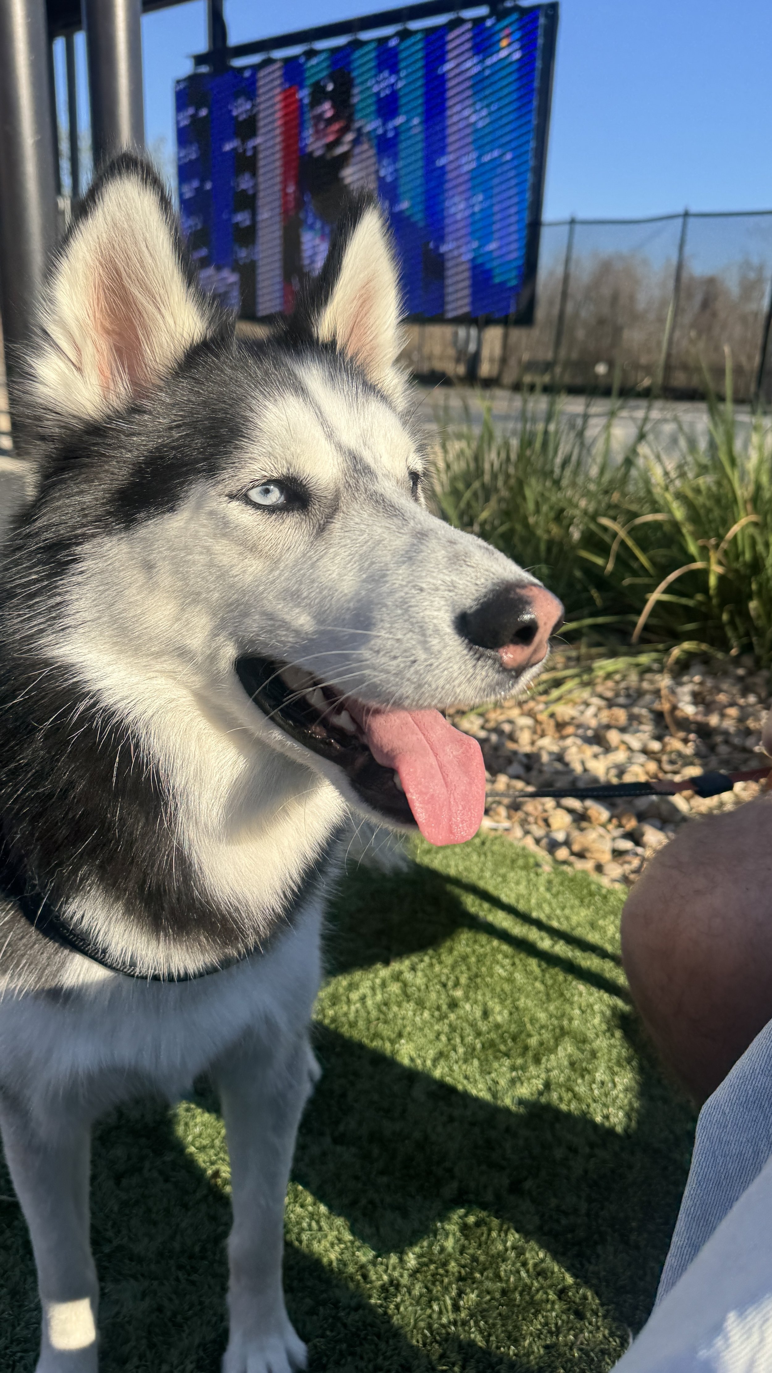 A Siberian Husky dog with blue eyes and black and white fur, sitting outdoors on grass, with a large TV screen displaying a football game in the background.