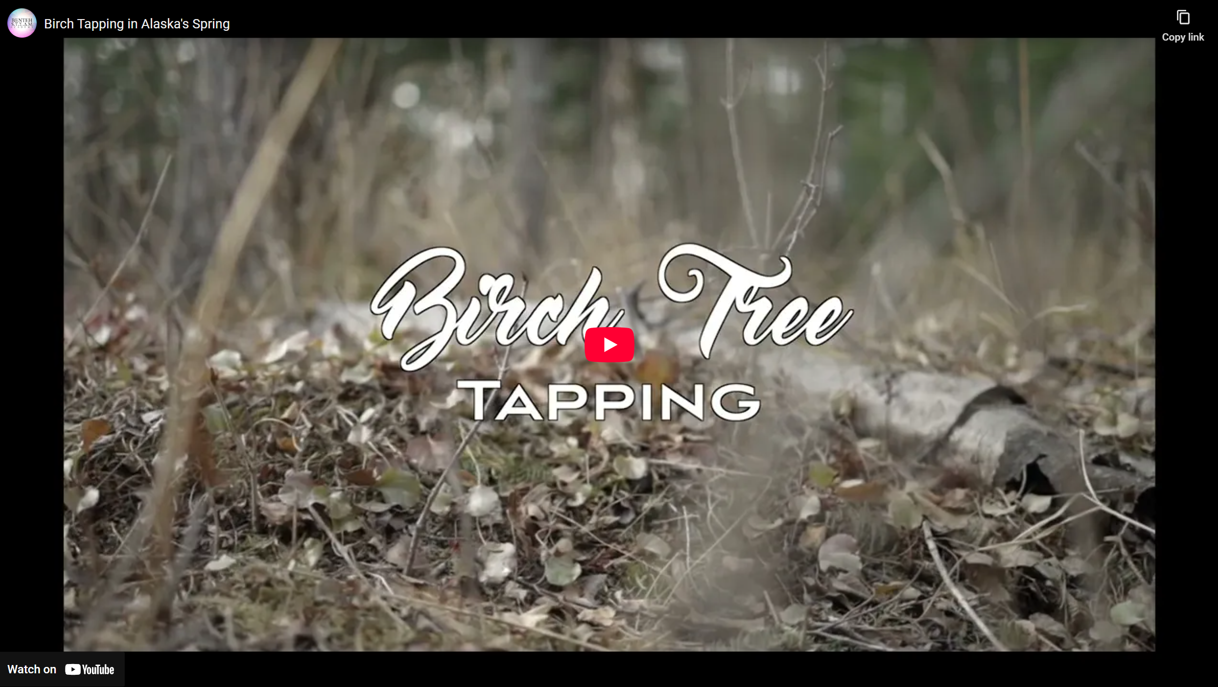 Benteh STEAM Academy: Birch Tapping in Alaska's Spring