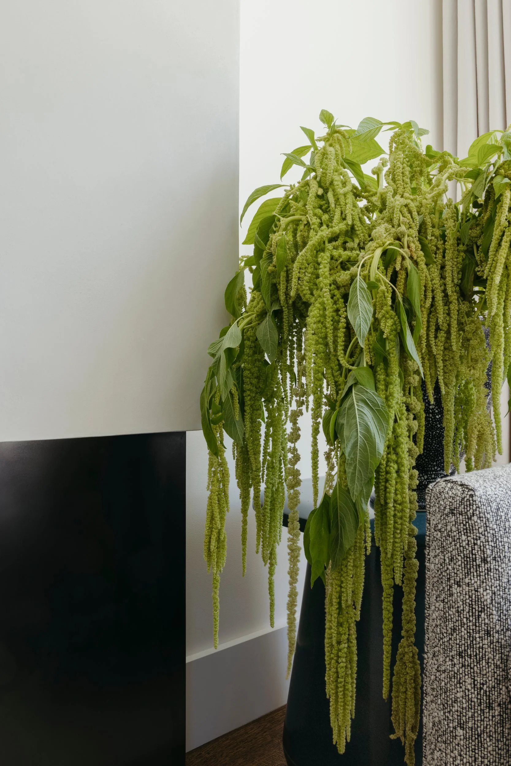 Trailing green amaranthus in a black vase in a corner of the living room