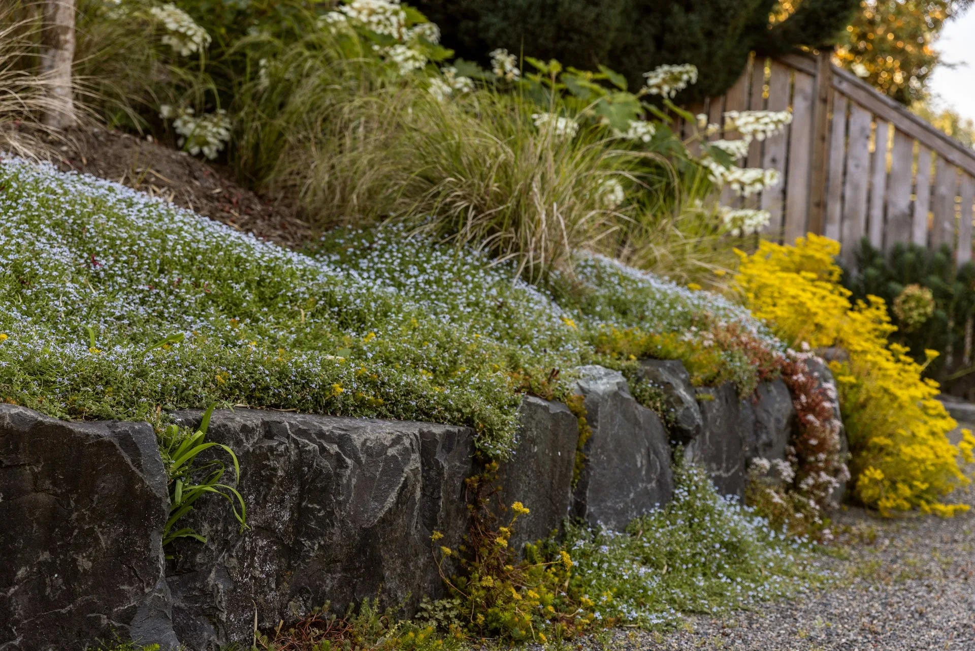 MDID_Leschi_Boulder-retaining-wall-landscape-groundcover-flowers.webp