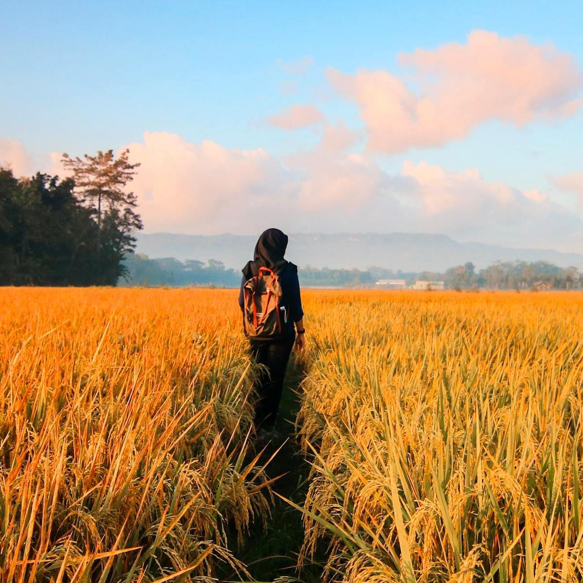woman walking alone through a field of dense brown grass blue skies and white clouds in the distance