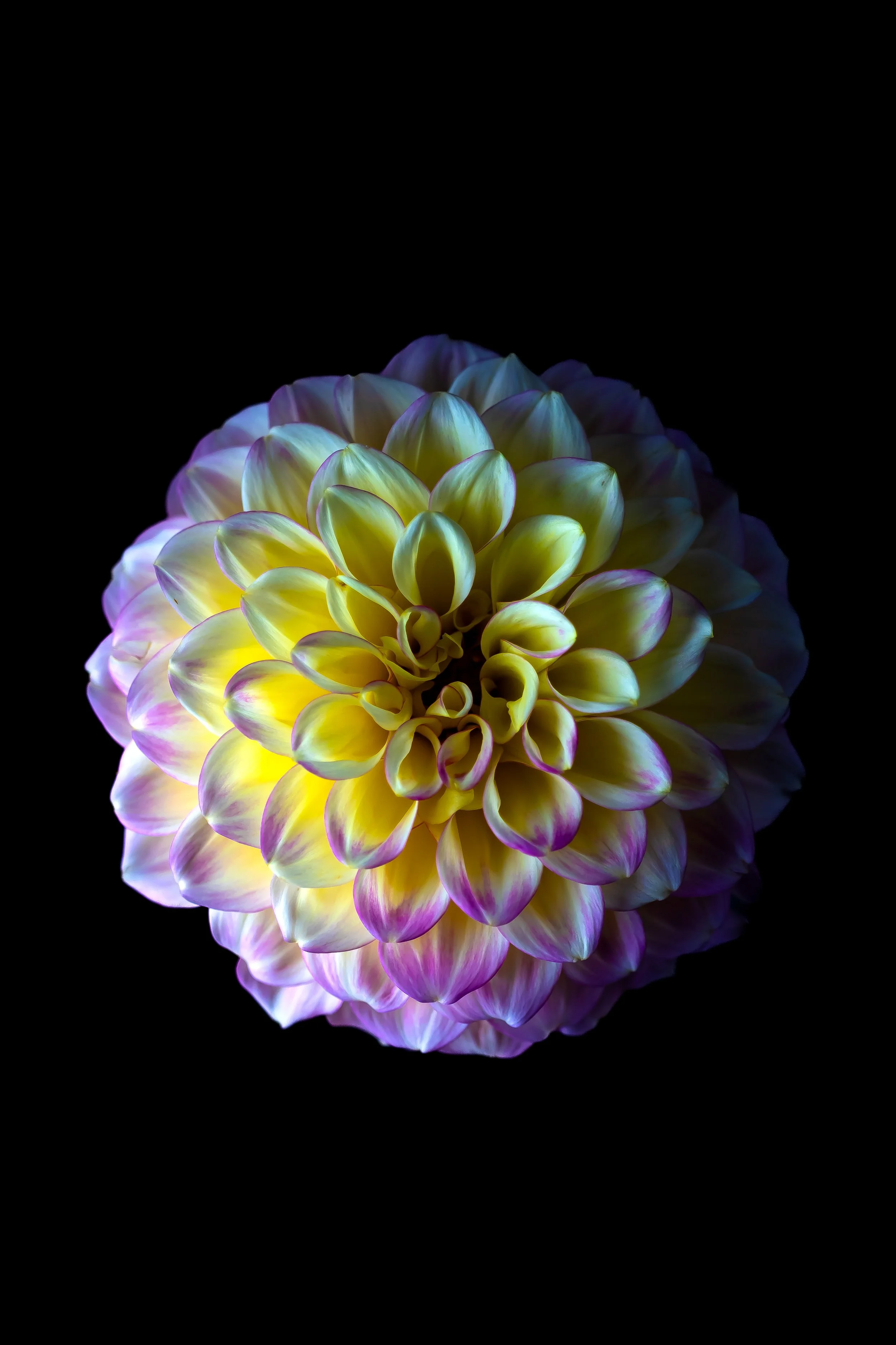 Close-up of a colorful dahlia flower with yellow and purple petals against a black background.