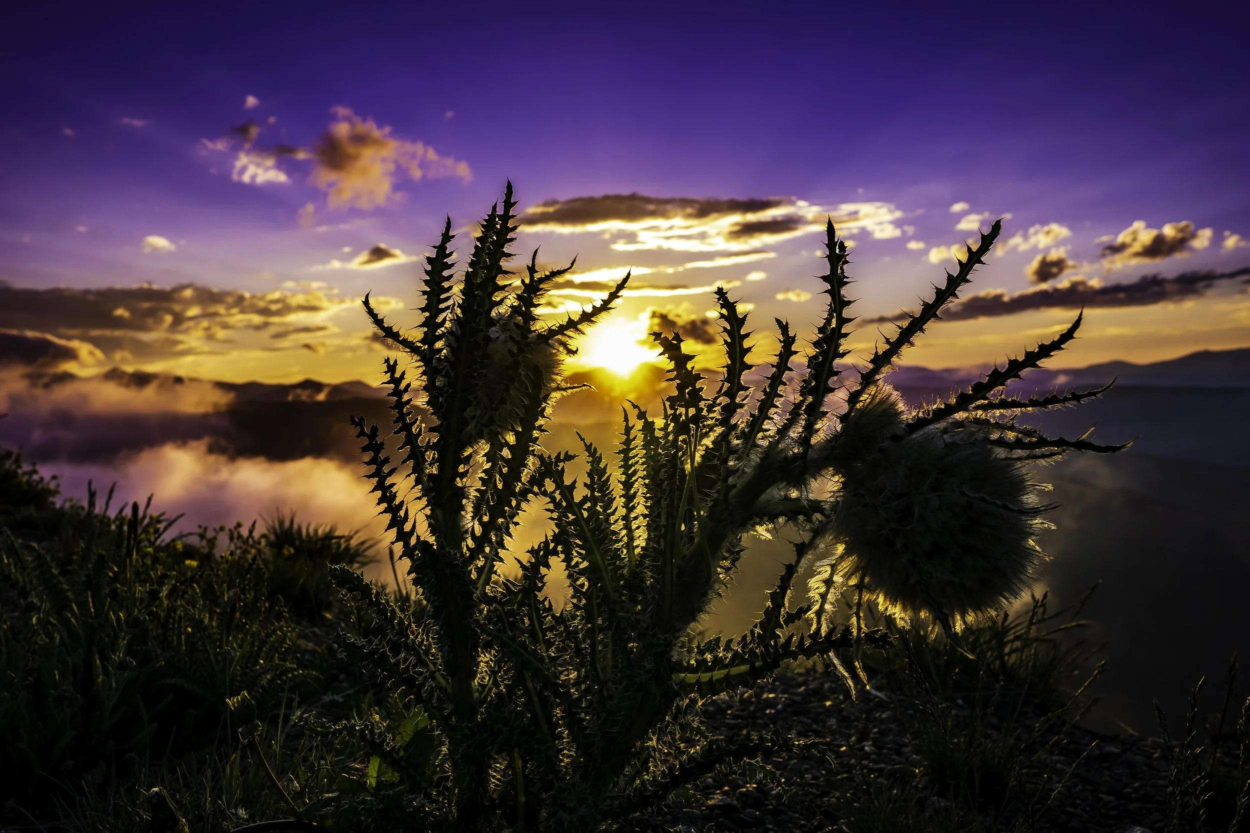 Silhouette of a thistle plant in front of a sunset over mountains and clouds in a colorful sky.