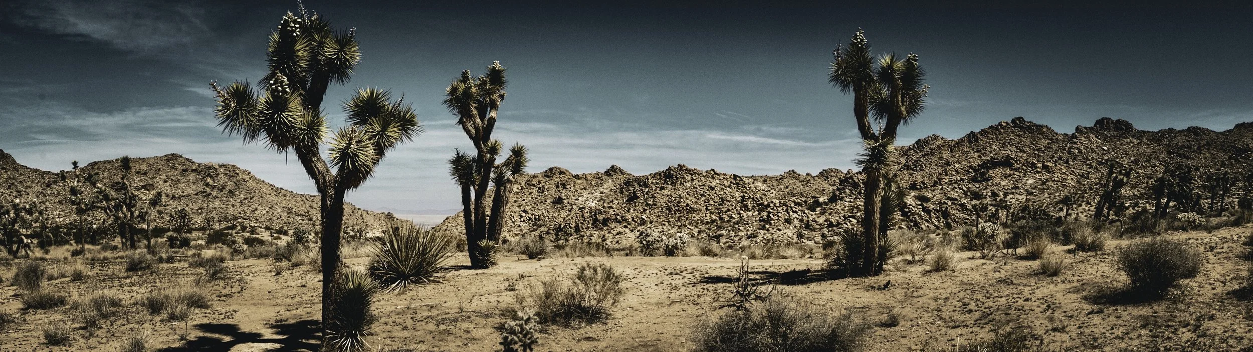 Desert landscape with Joshua trees, rocky hills, and sparse vegetation under a clear sky.