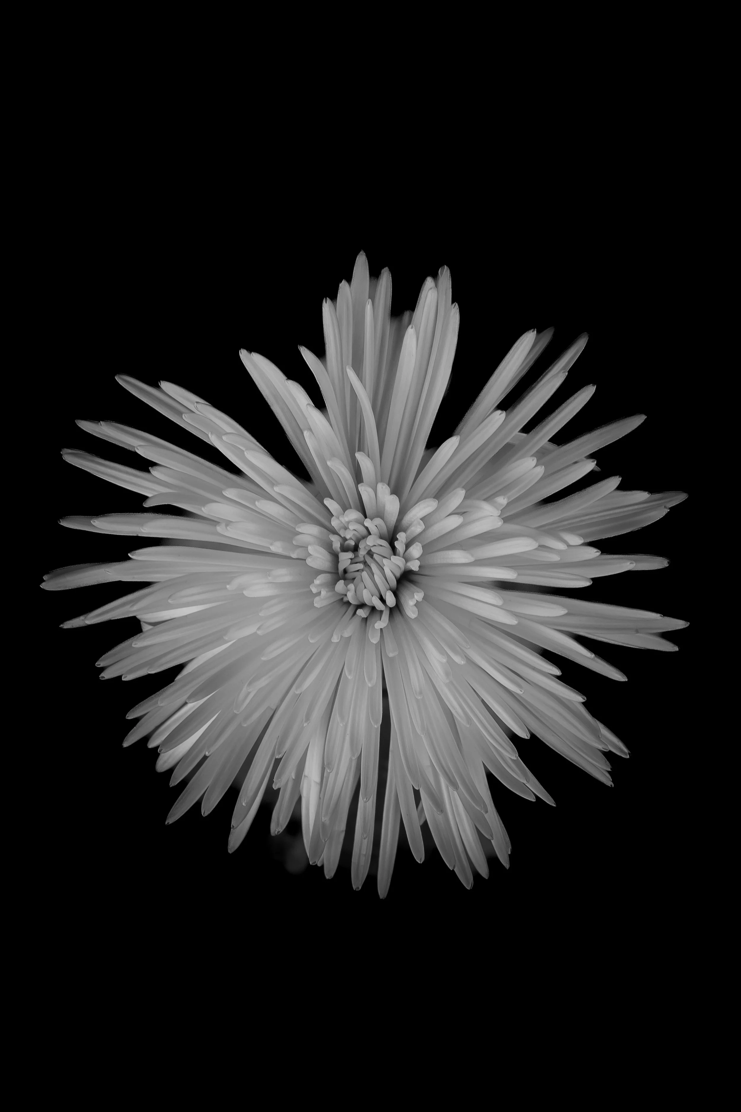 A black and white close-up photograph of a flower with long, narrow petals radiating outward from the center, set against a dark background.
