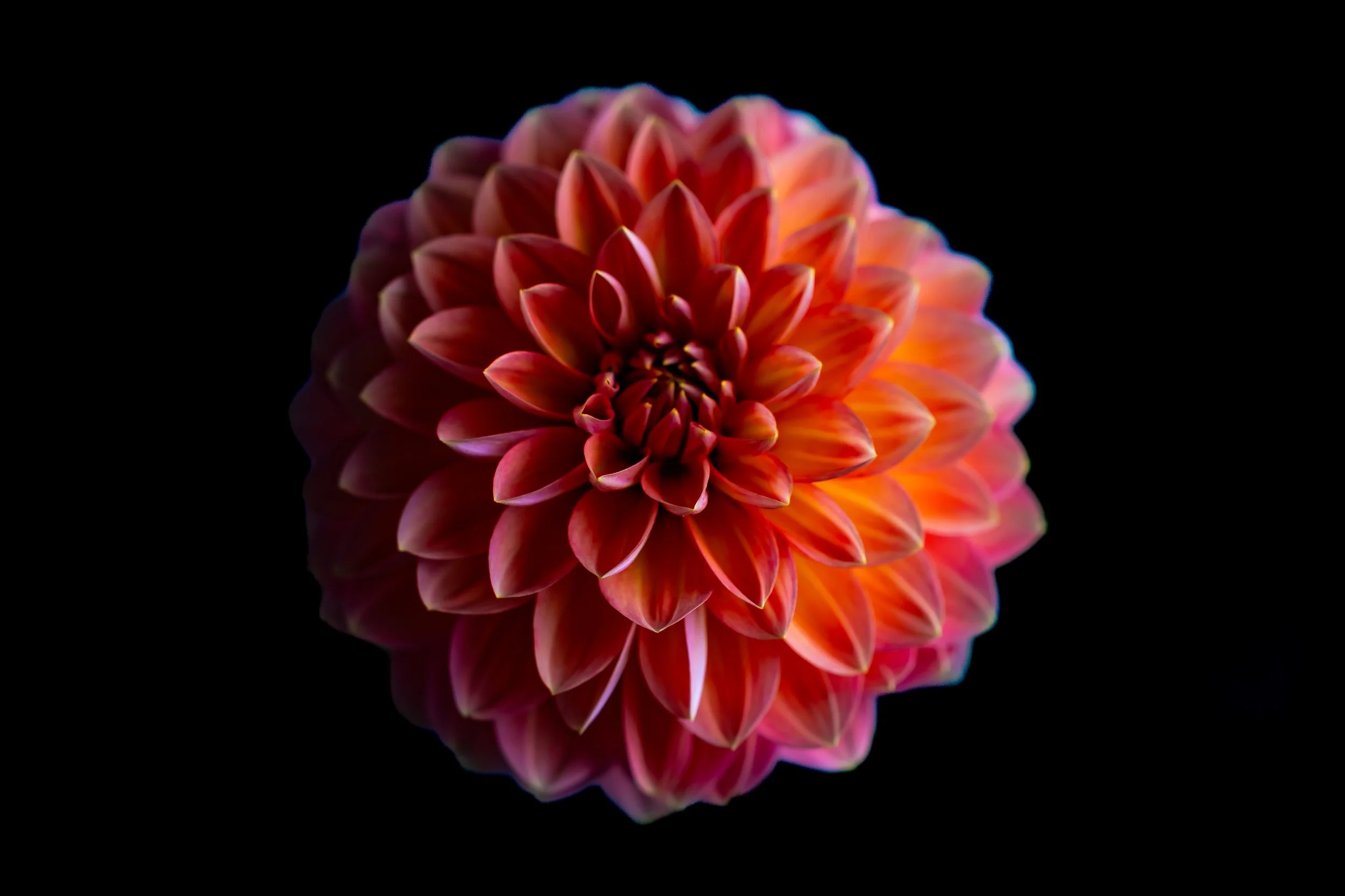 A vibrant red and orange dahlia flower against a black background.