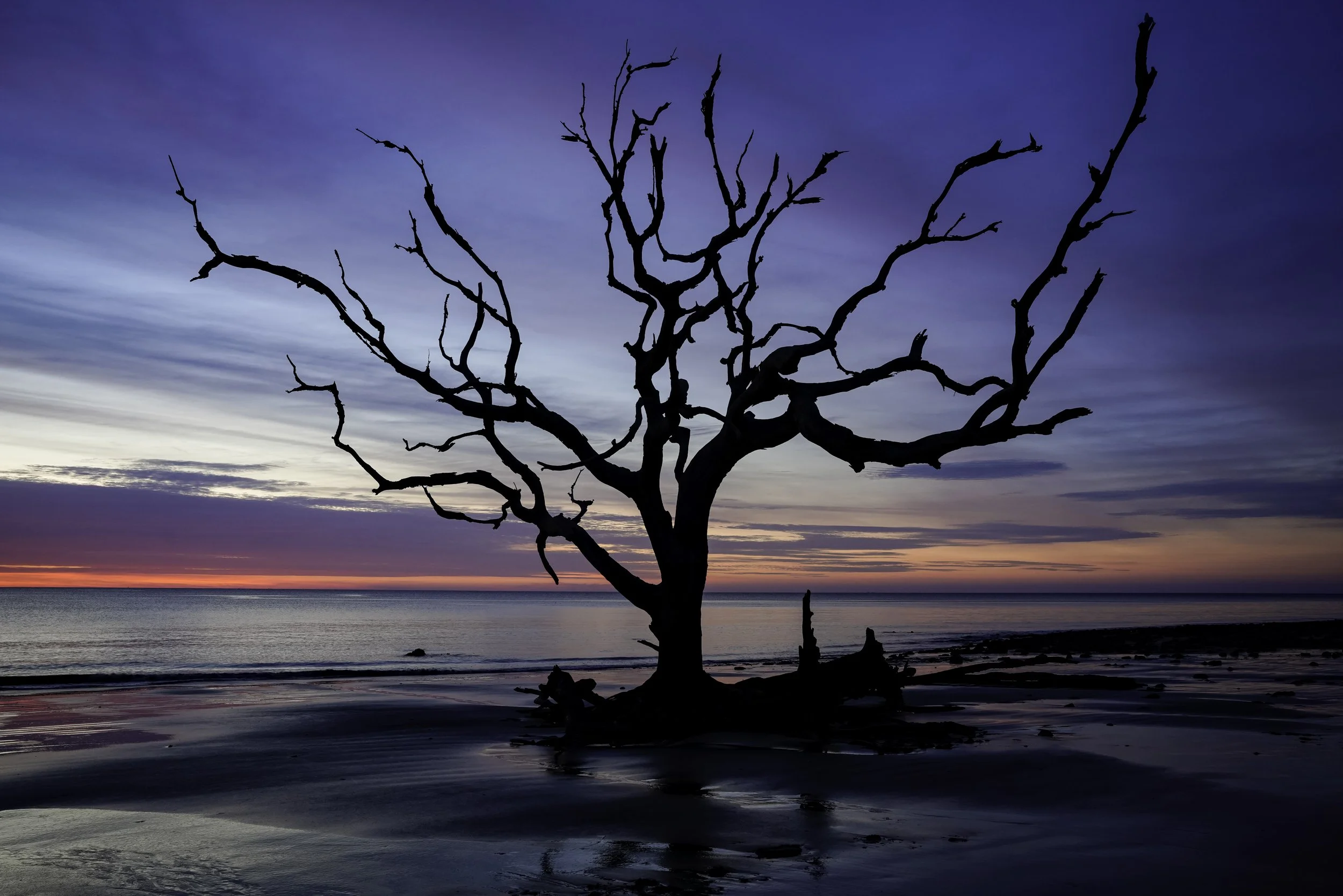 Silhouette of a leafless tree on a beach during sunset
