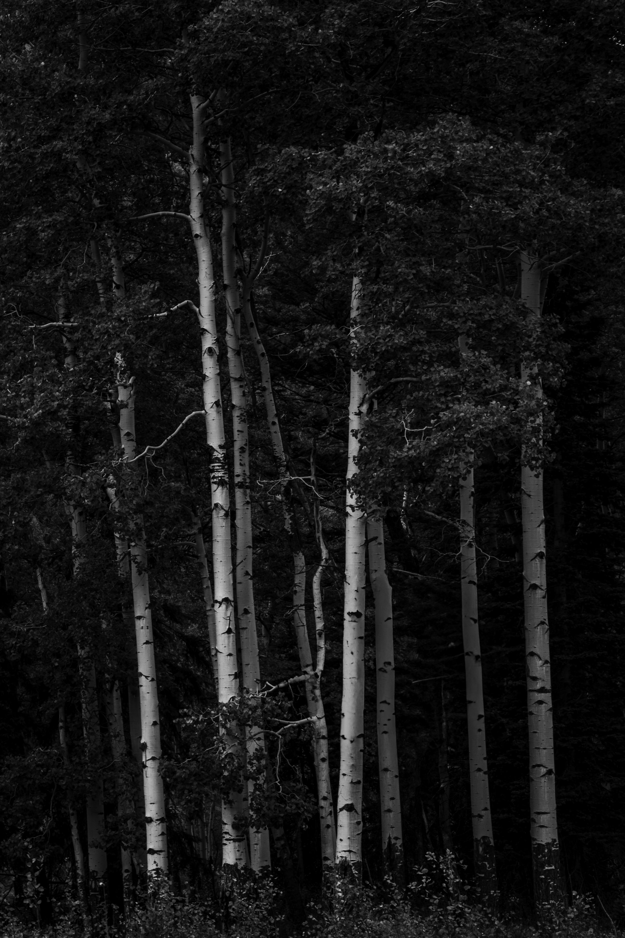 Black and white photograph of tall aspen trees with thin trunks and leafy canopies.
