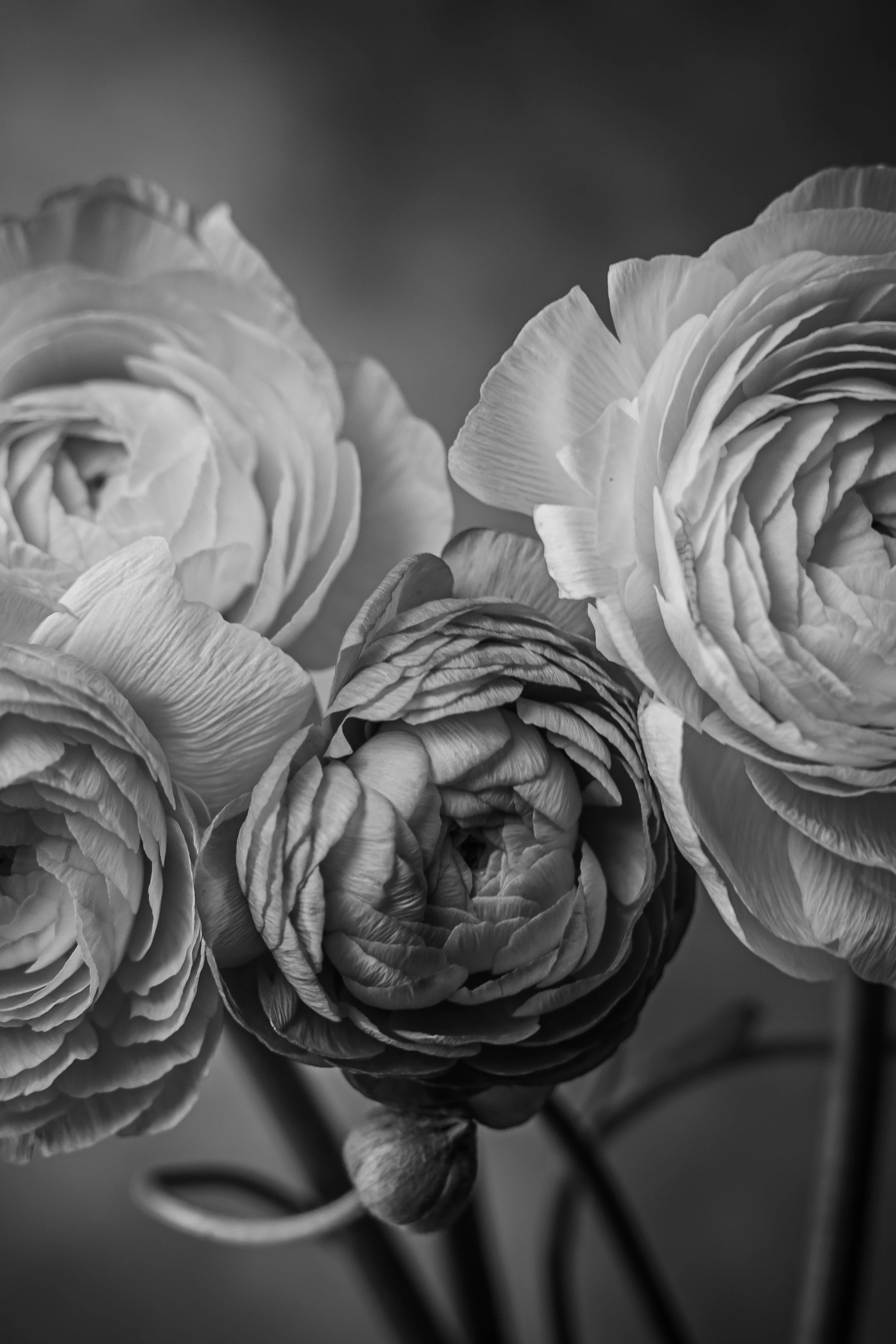 Black and white photograph of several ranunculus flowers with layered petals.