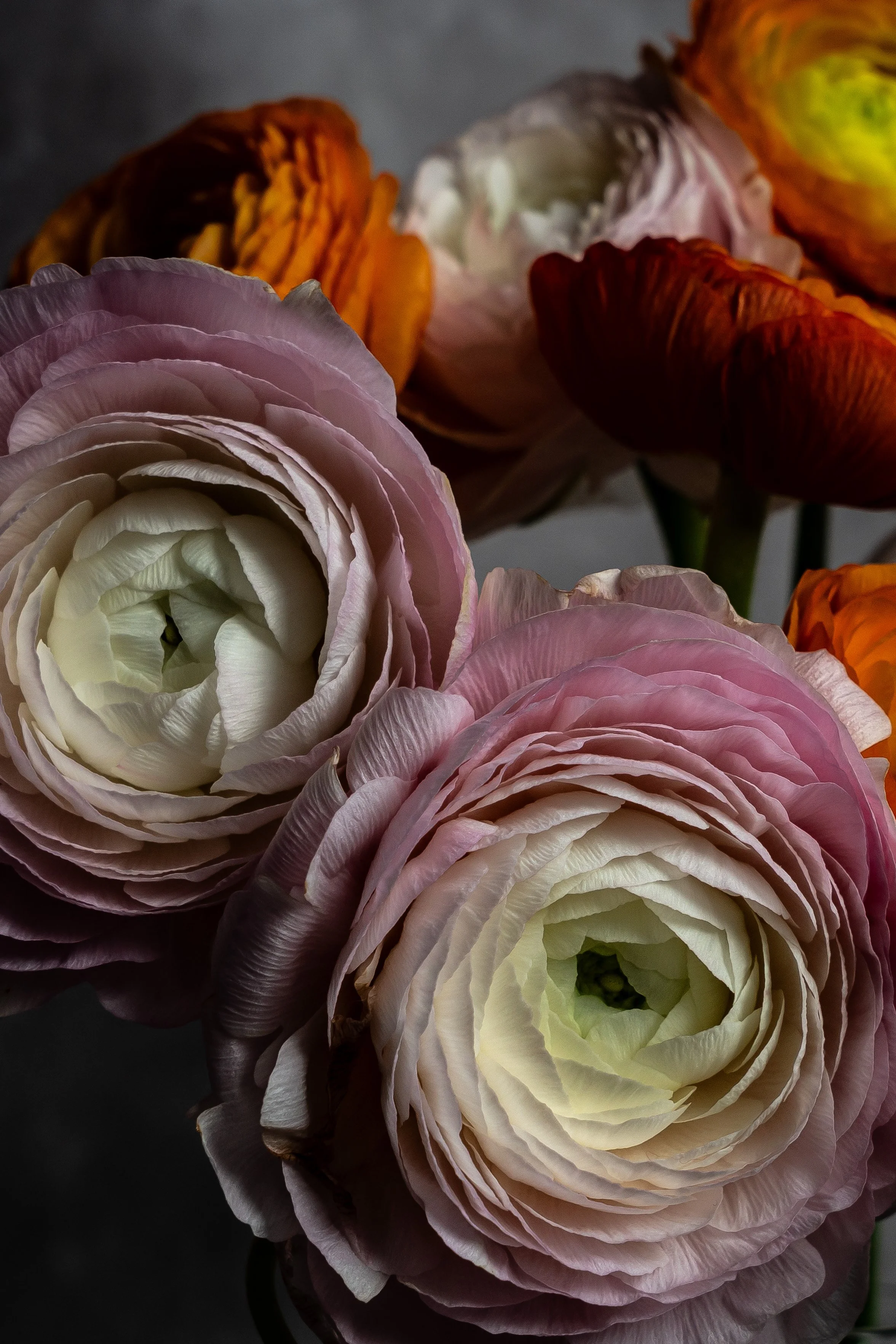 Close-up of pink and white ranunculus flowers with layered petals.