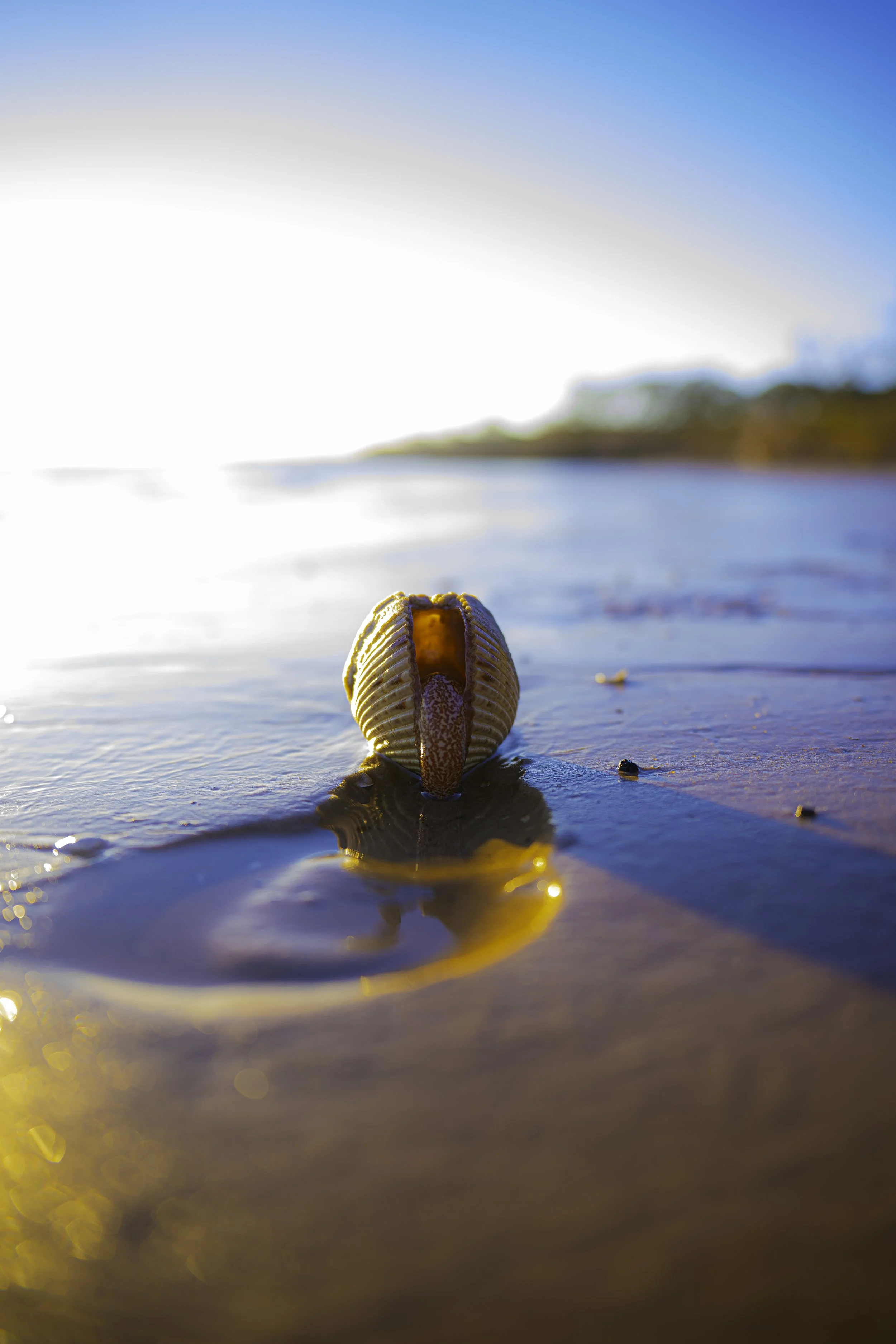 Close-up of a seashell on the wet sand of a beach during sunset or sunrise, with the ocean and sky in the background.