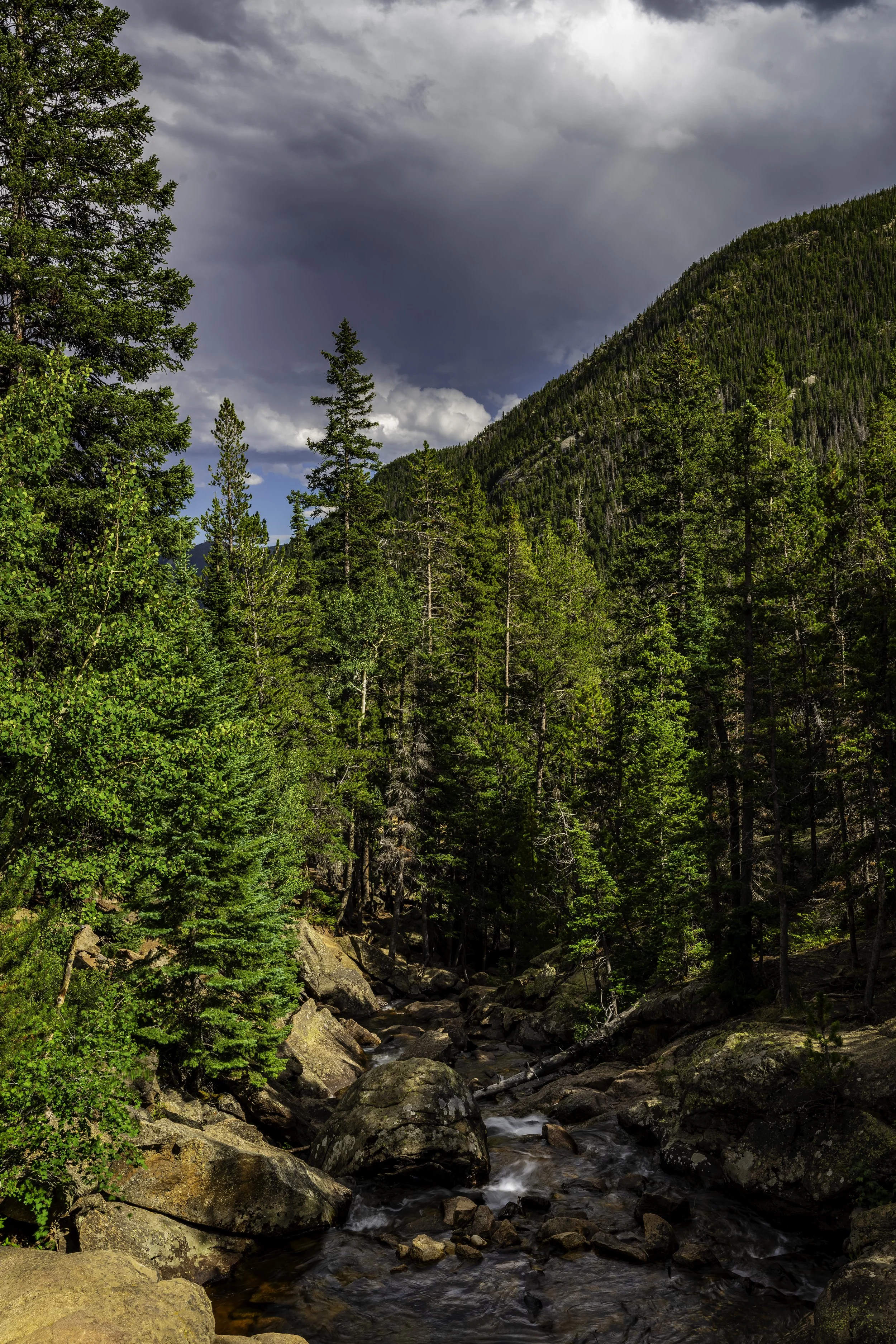 A mountain landscape with a dense forest of pine trees and a rocky stream running through the foreground, under a cloudy sky.