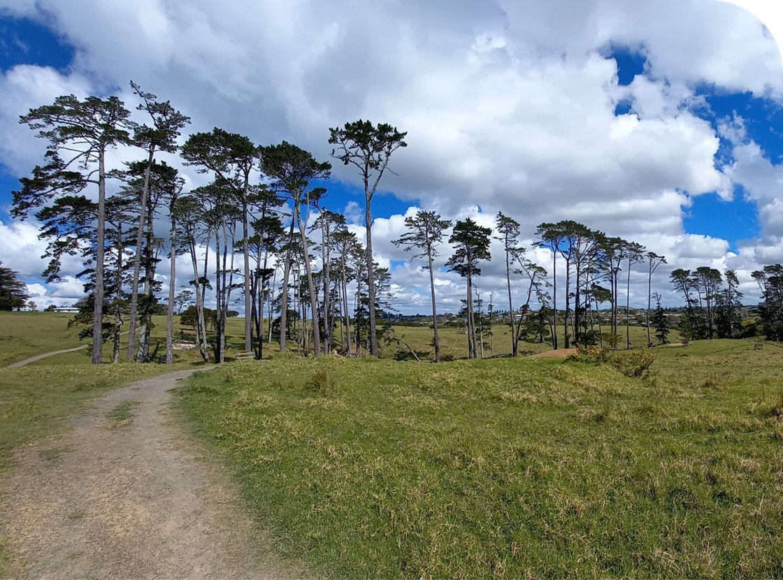 Churchill Park in Glendowie - a dirt path winding through a grassy field with tall, sparse pine trees under a partly cloudy sky.