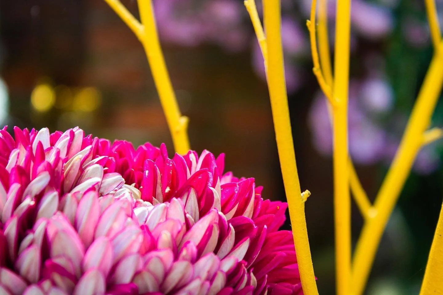 // Phipps 10/10 \\

&bull;
&bull;
&bull;

#phippsconservatory #photography #flowers #phippsconservatorypittsburgh