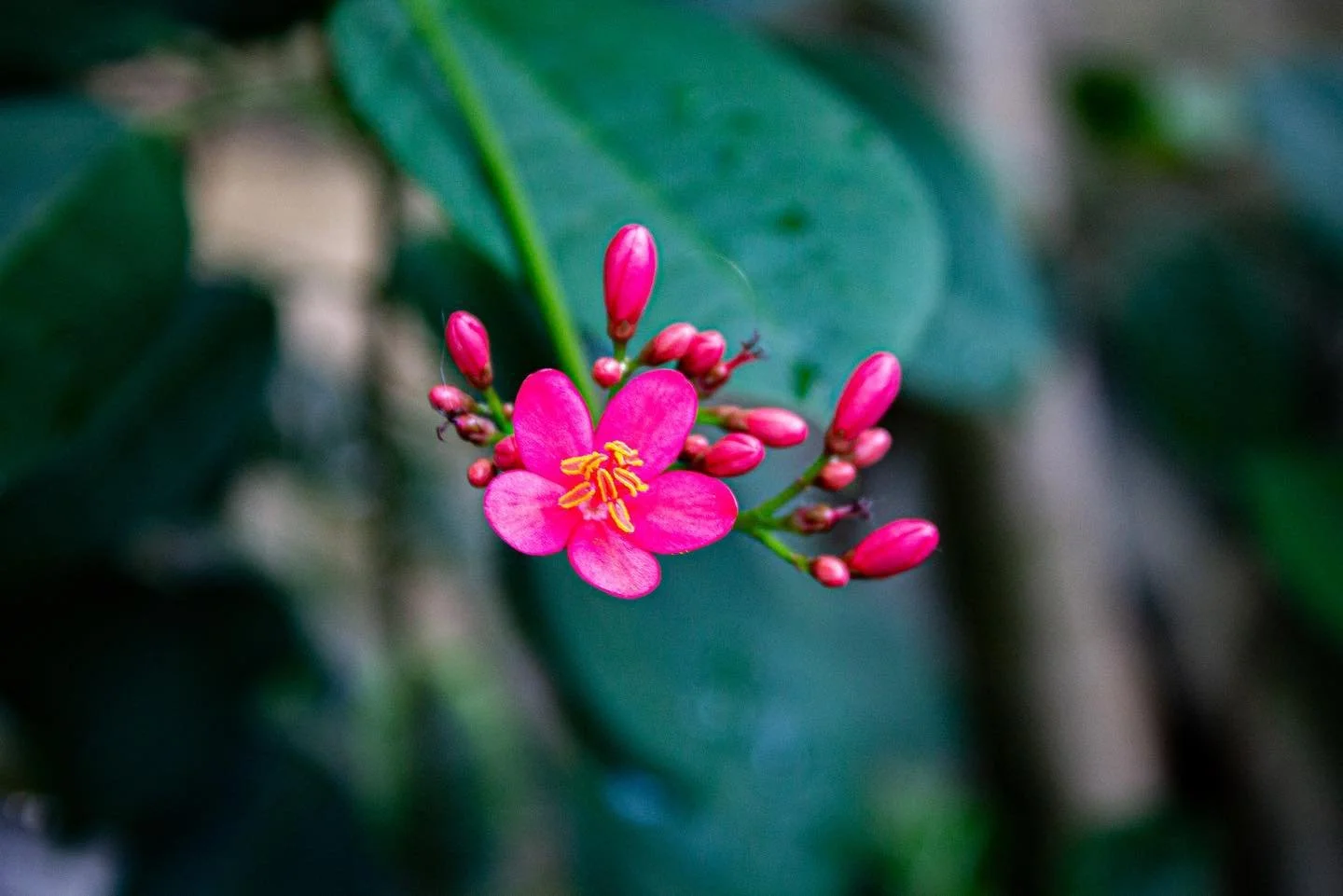 // Phipps 8/10 \\

&bull;
&bull;
&bull;

#phippsconservatory #flowerphotography #photography