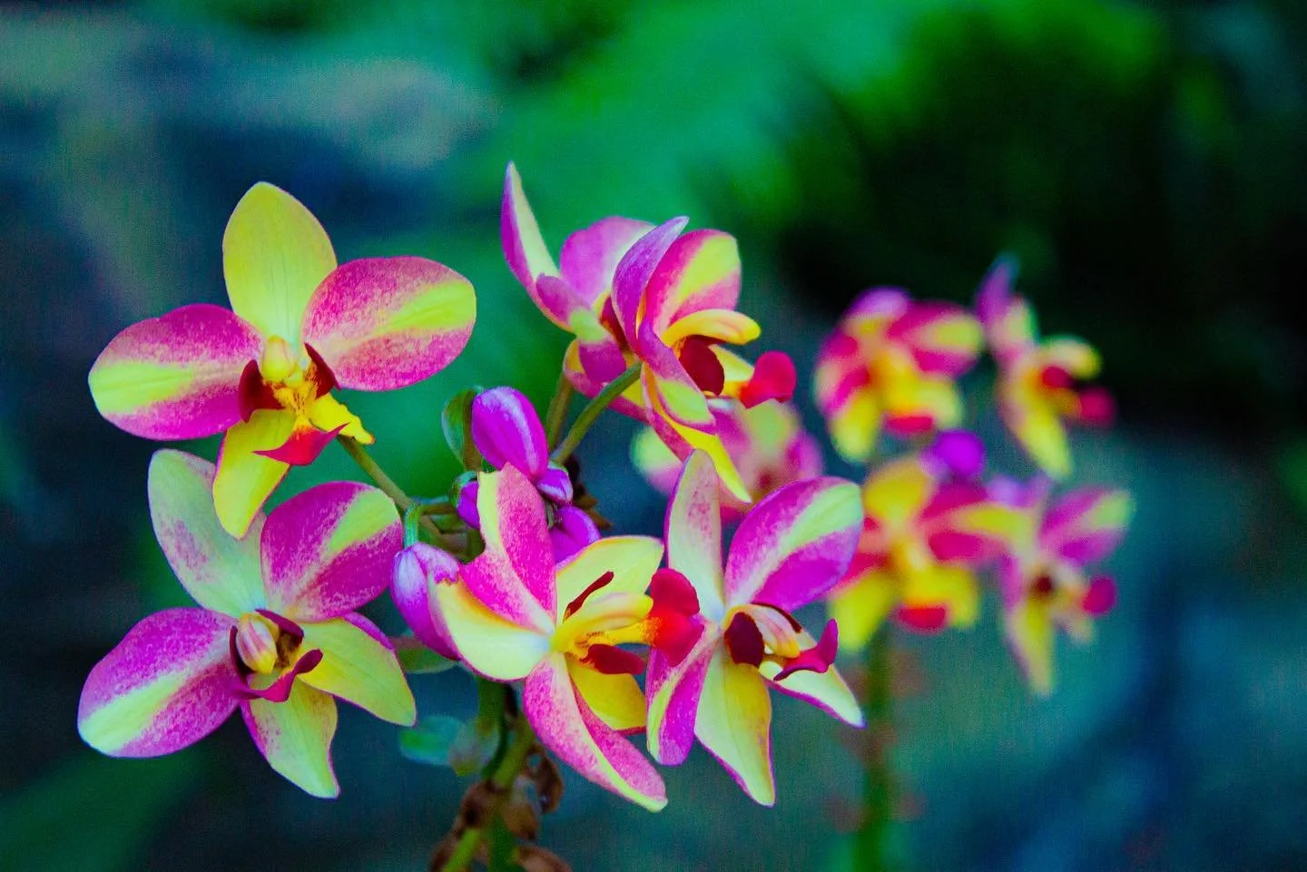 // Phipps 7/10 \\

&bull;
&bull;
&bull;

#phippsconservatory #brightcolors #photography #orchid