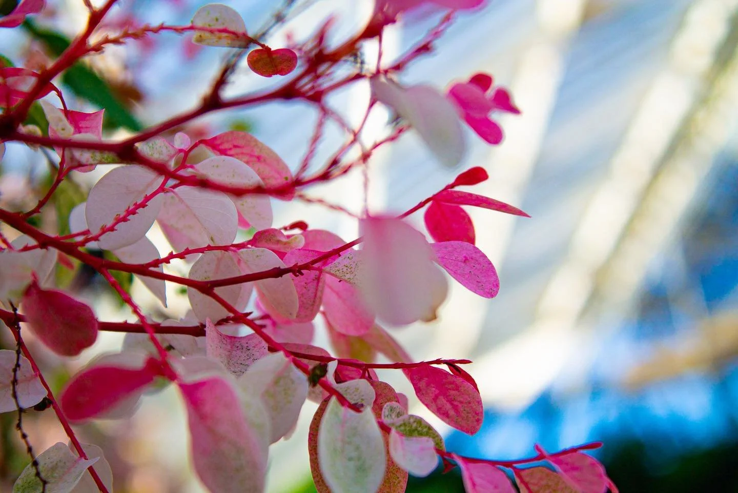// Phipps 6/10 \\

&bull;
&bull;
&bull;

#phippsconservatory #flowers #photography
