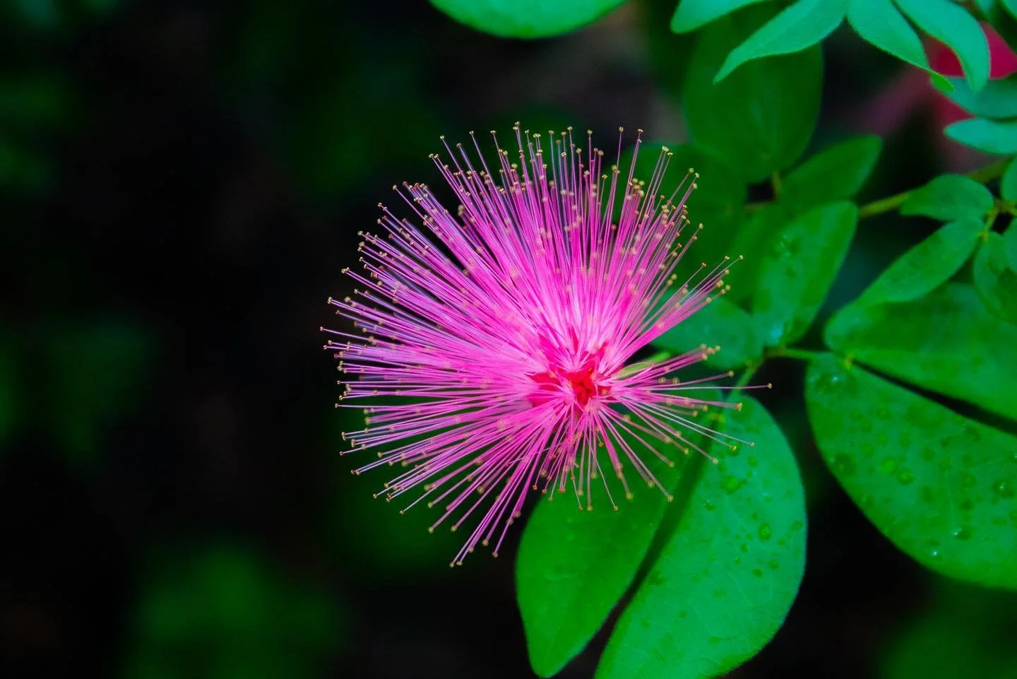 // Phipps 5/10 \\

&bull;
&bull;
&bull;

#phippsconservatory #photography #flowerphoto