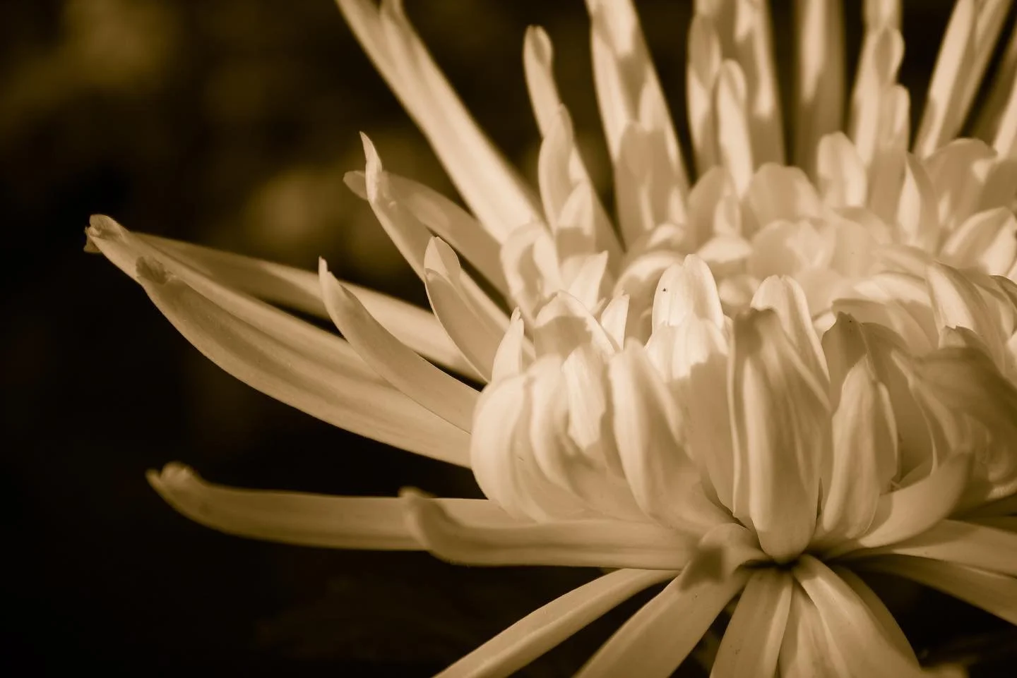 // Phipps 2/10 \\

&bull;
&bull;
&bull;

#phippsconservatory #flowerphotography #photography