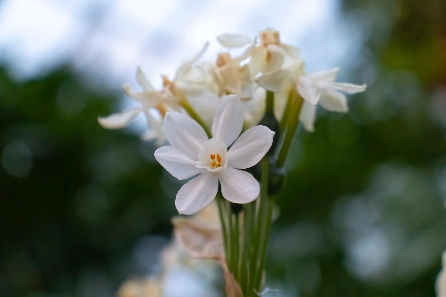// Phipps 1/10 \\

&bull;
&bull;
&bull;

#phippsconservatory #naturephotography #photography #phippsconservatorypittsburgh