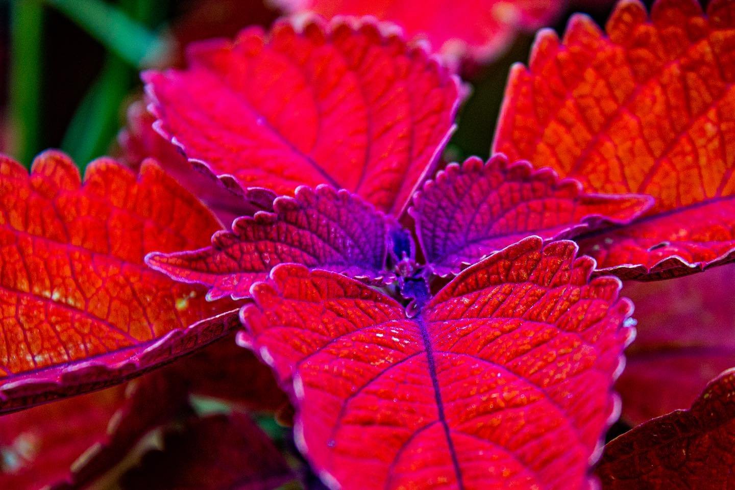 // Phipps 9/10 \\

&bull;
&bull;
&bull;

#phippsconservatory #brightcolors #photography