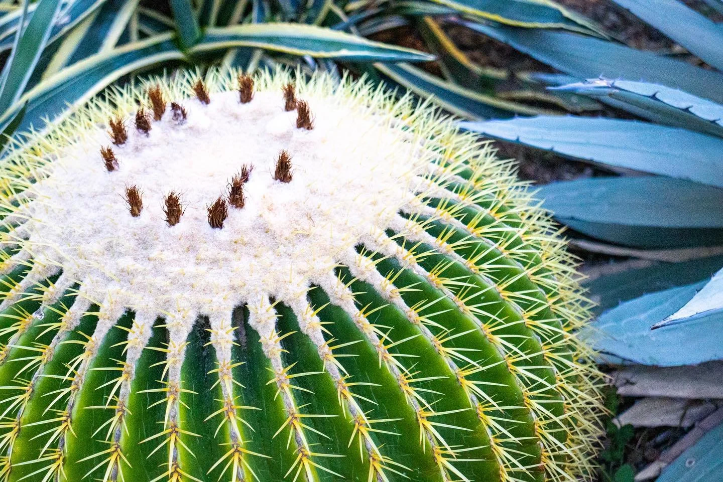 // Phipps 3/10 \\

&bull;
&bull;
&bull;

#phippsconservatory #cactus #photography #greenphotography