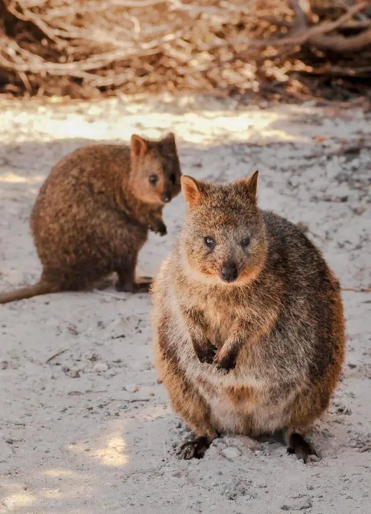 Two quokka animals on sandy ground with dry brush in background, one facing forward and the other looking to the side.