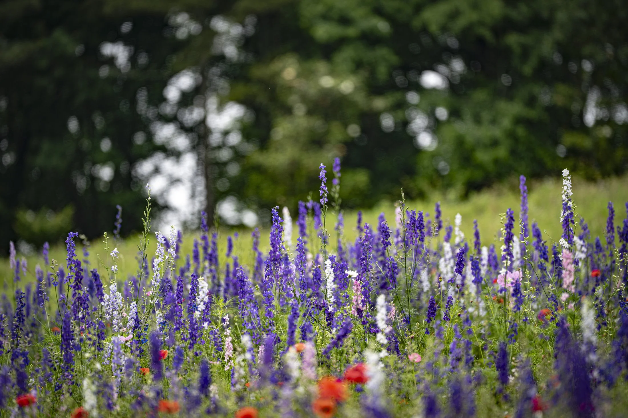 A field of purple, white, pink, and red wildflowers with green grass and trees in the background.