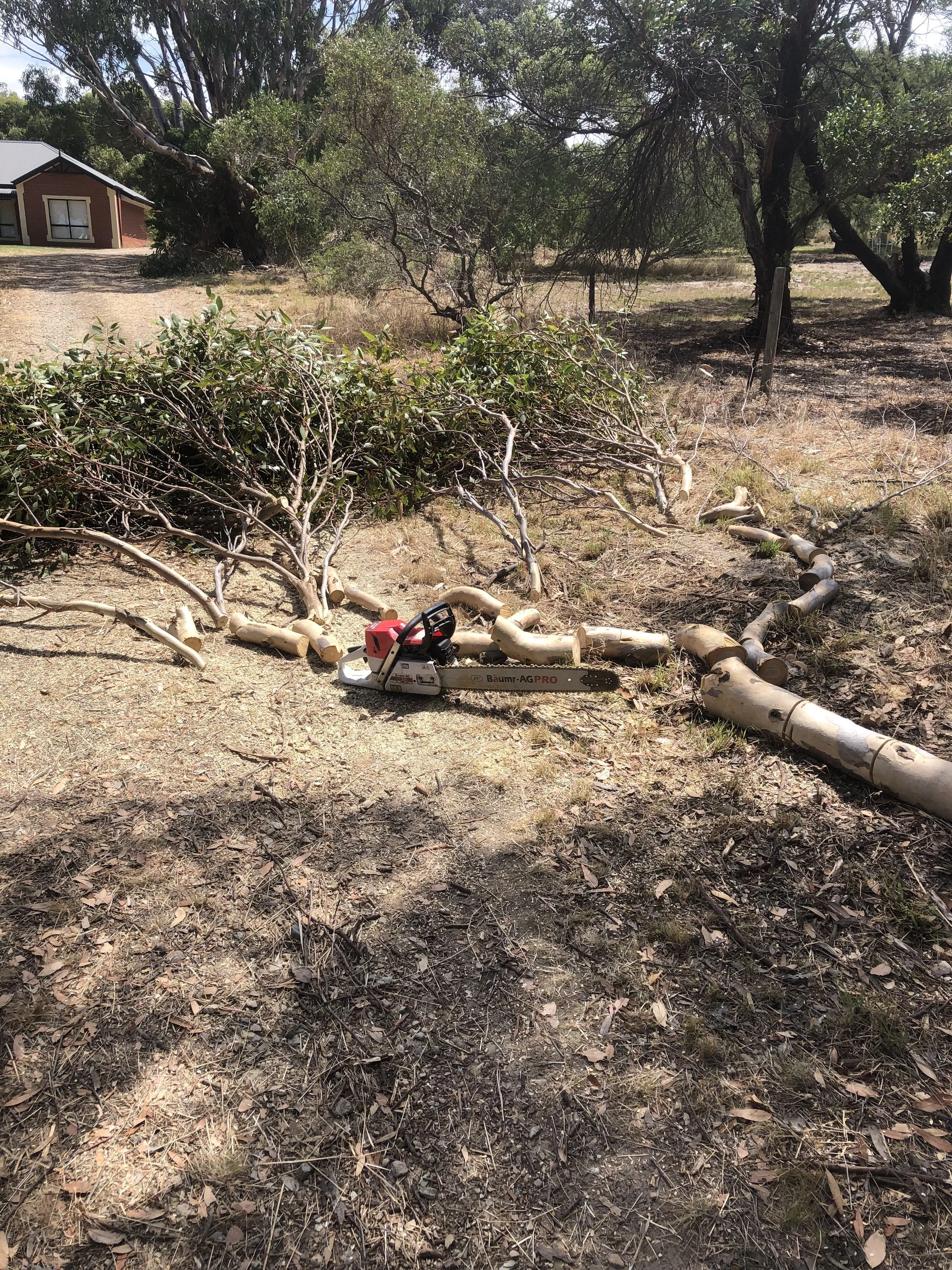 Fallen tree branches on the ground with a chainsaw nearby in a yard with trees and a house in the background.