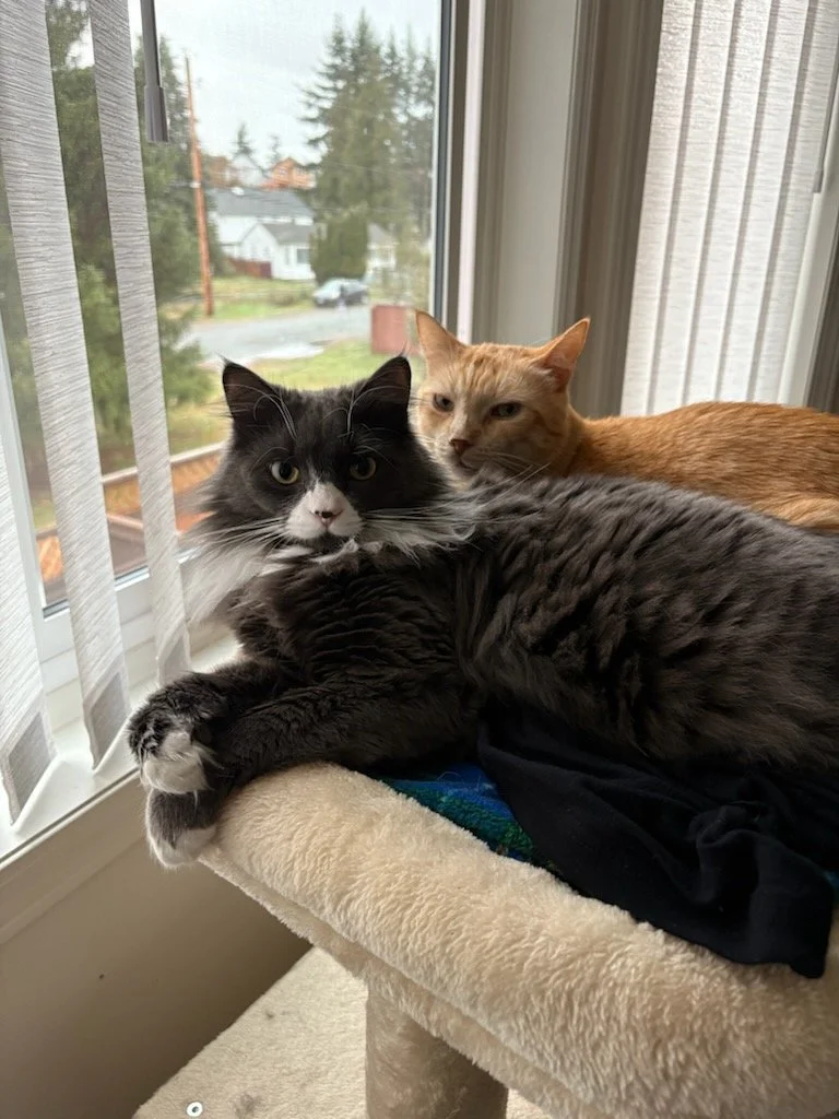 Two cats, one black and white and the other orange, resting on a beige cat tree near a window with blinds, with a view of trees and houses outside.