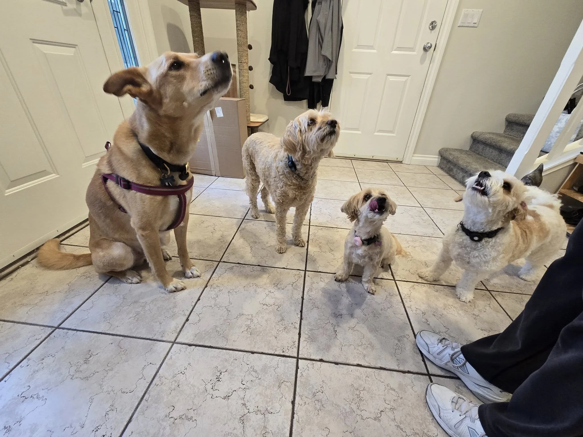 Sinbin, Lolli, Mac & Jasper