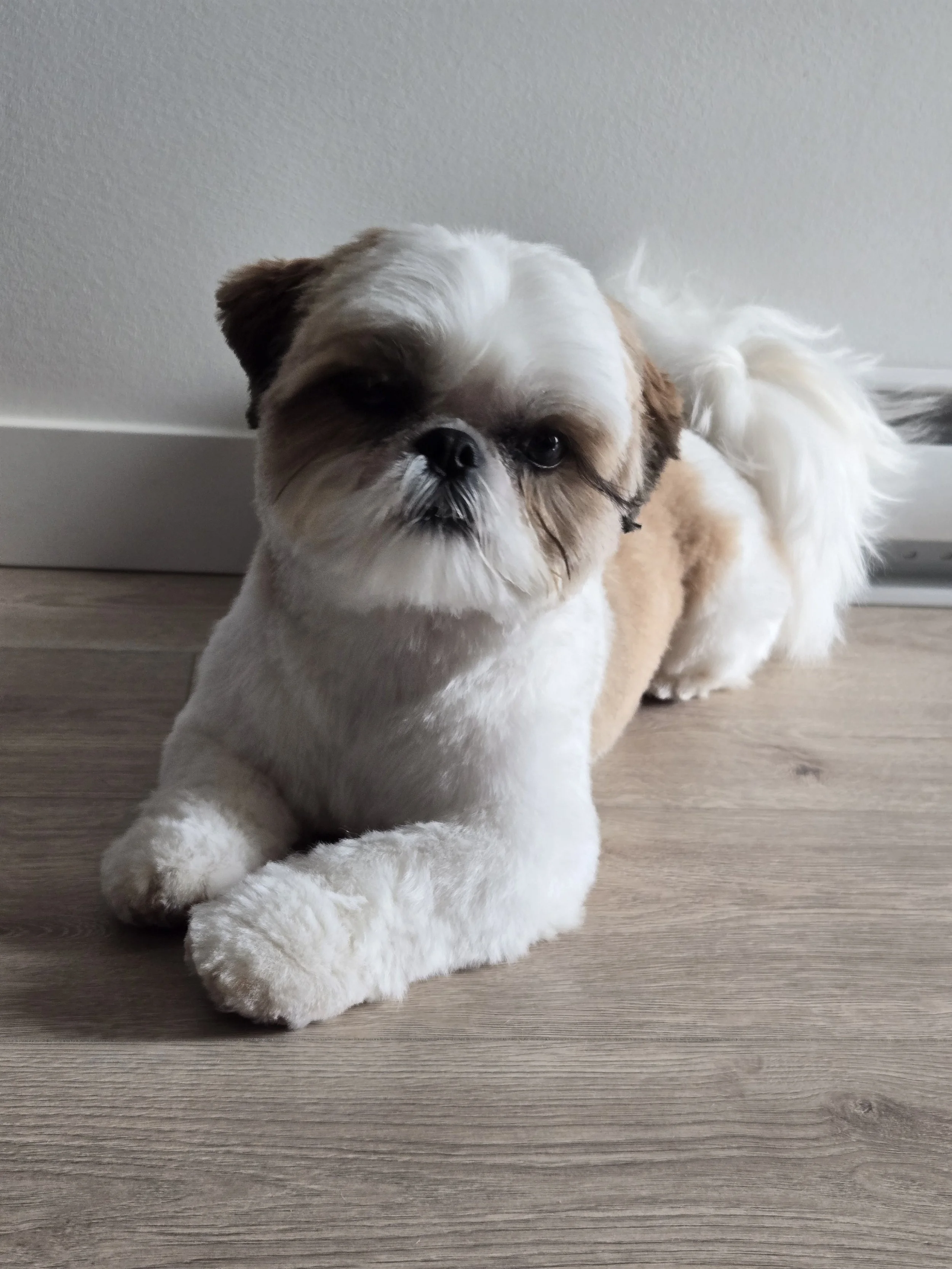 Small Dogs (up to 20 lbs.)