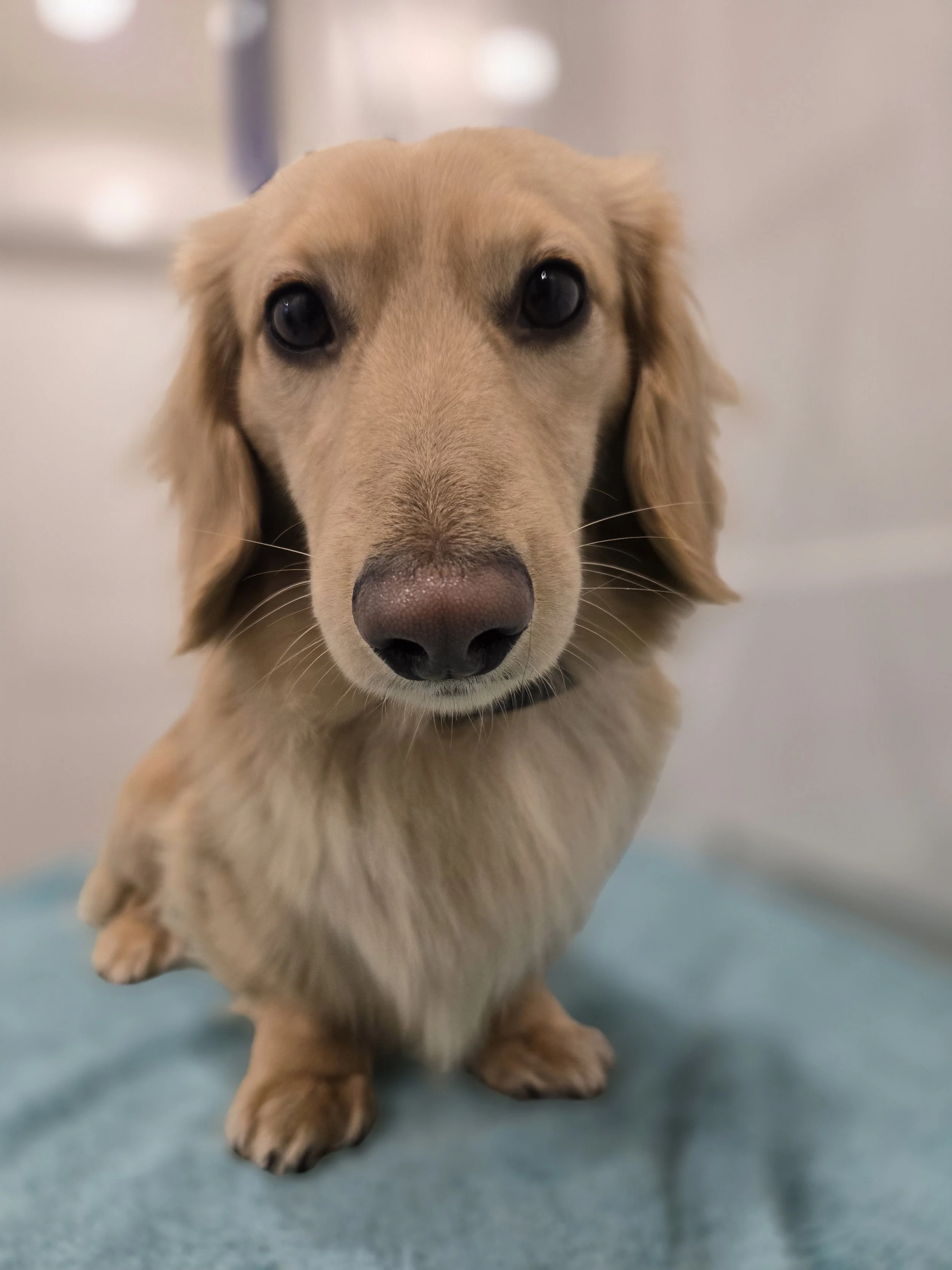 Close-up of a golden retriever puppy looking directly at the camera with a blurred background.