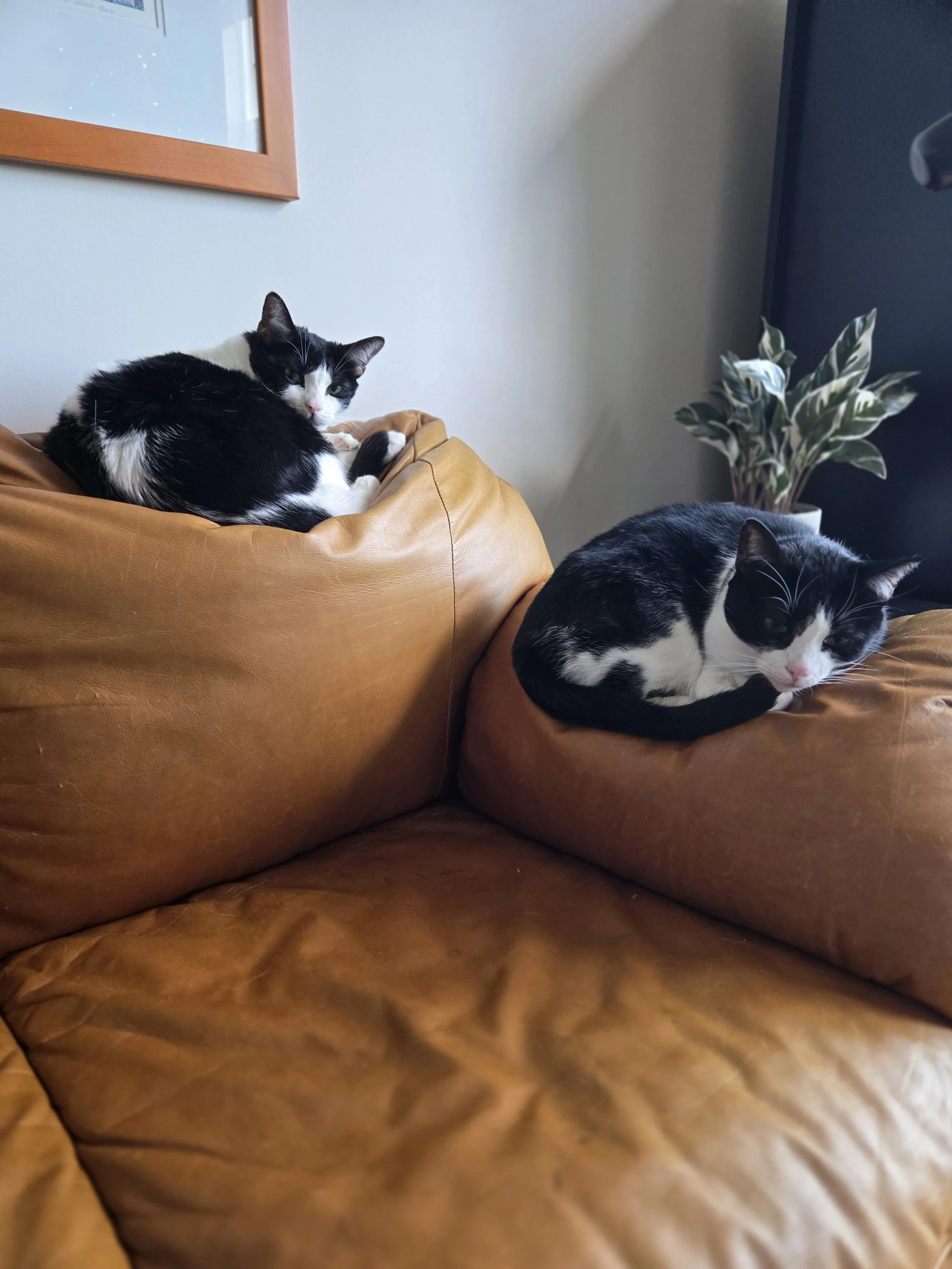 Two black and white cats lounging on a tan leather couch in a cozy living room with a plant in a pot and a framed picture on the wall.