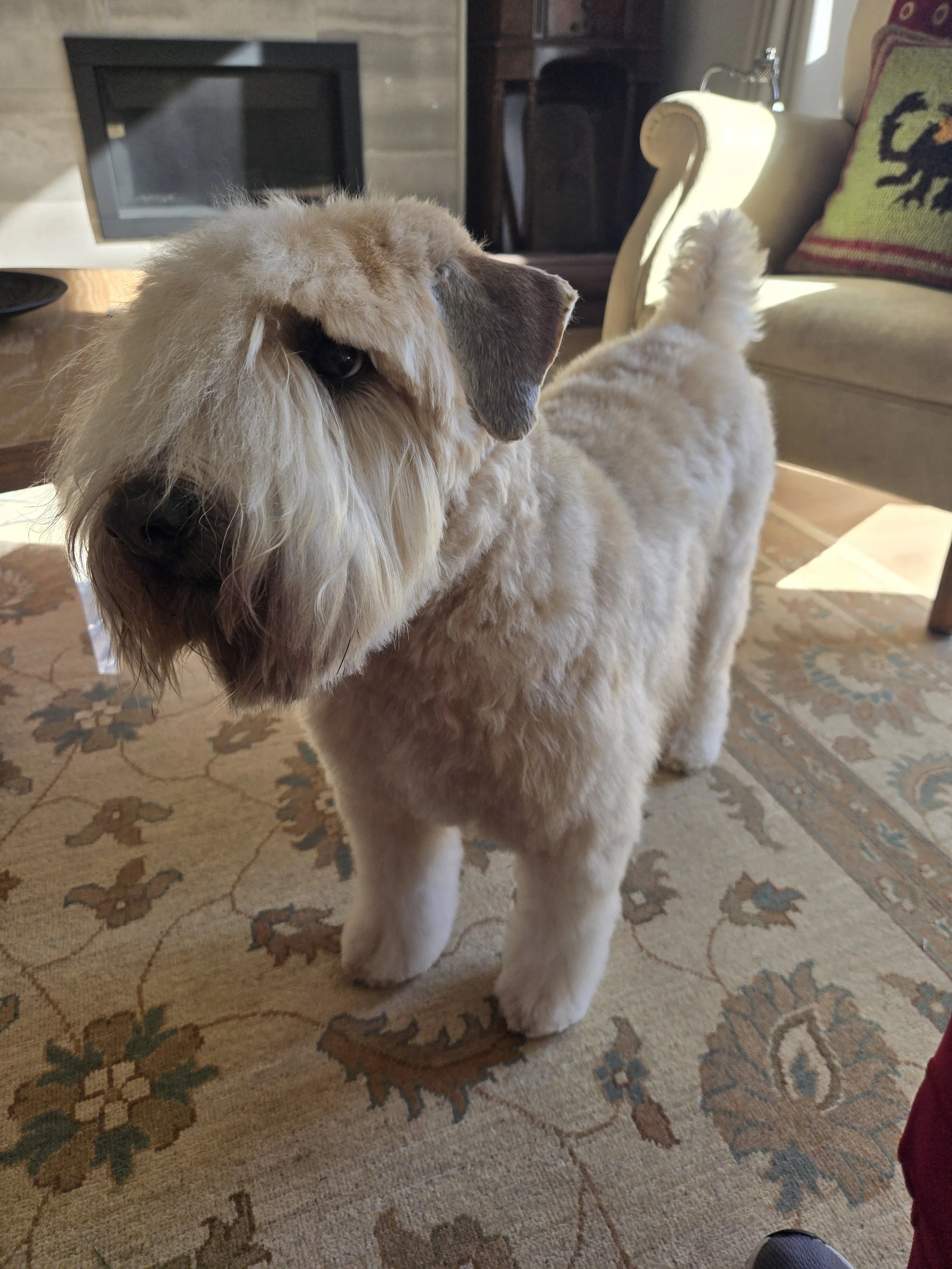 Medium Dogs (21-40 lbs.)