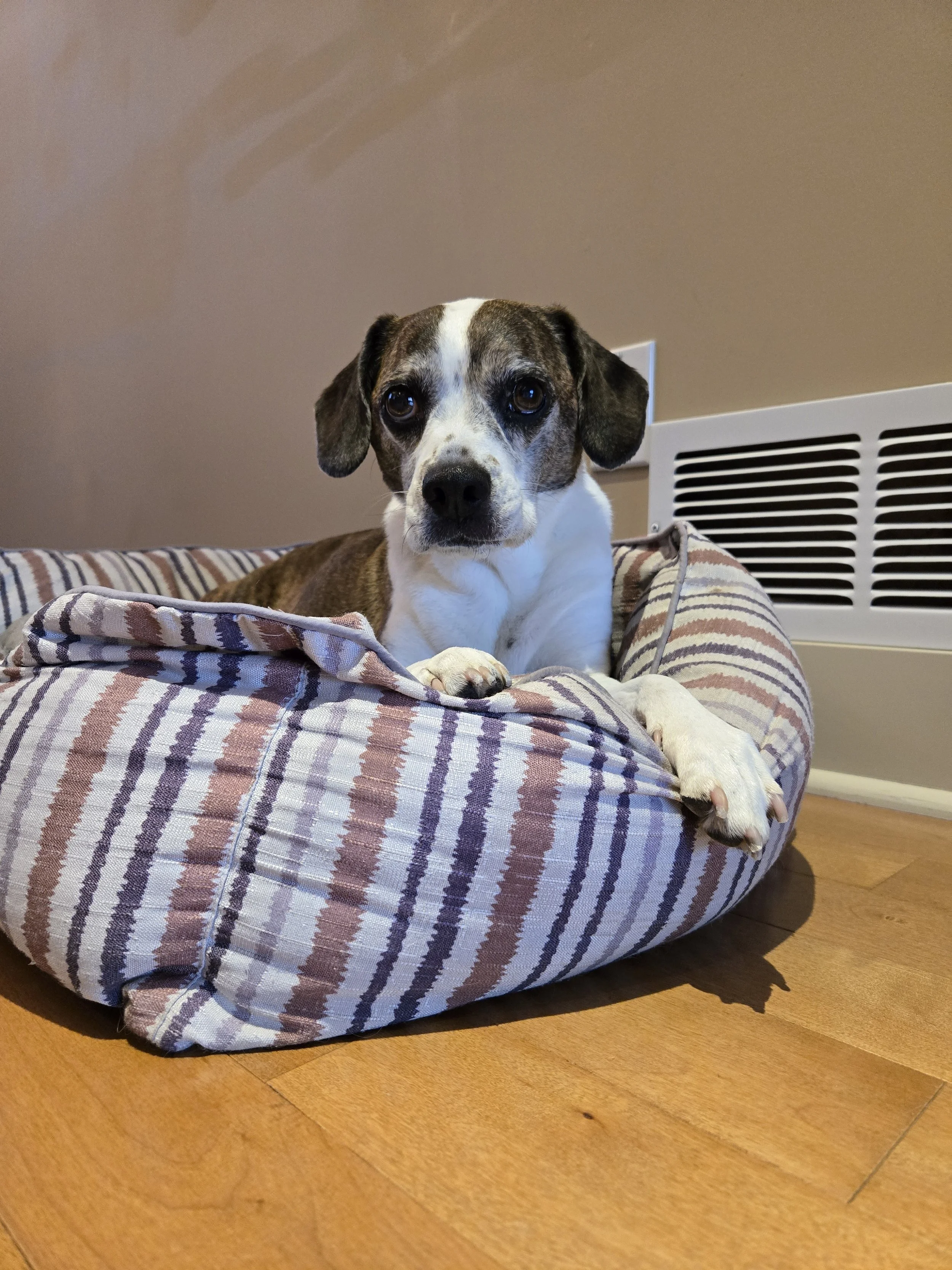 A dog lying on a striped pet bed with a beige wall and heater vent in the background.