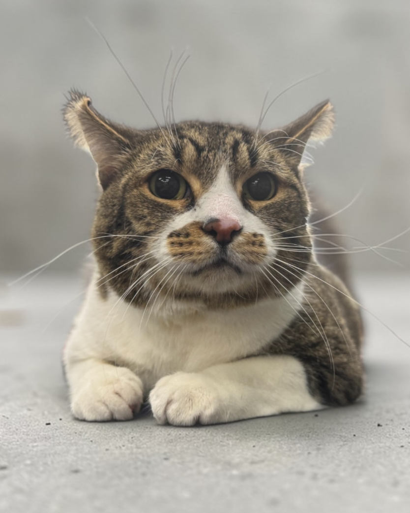 Brown and white Tabby after grooming.