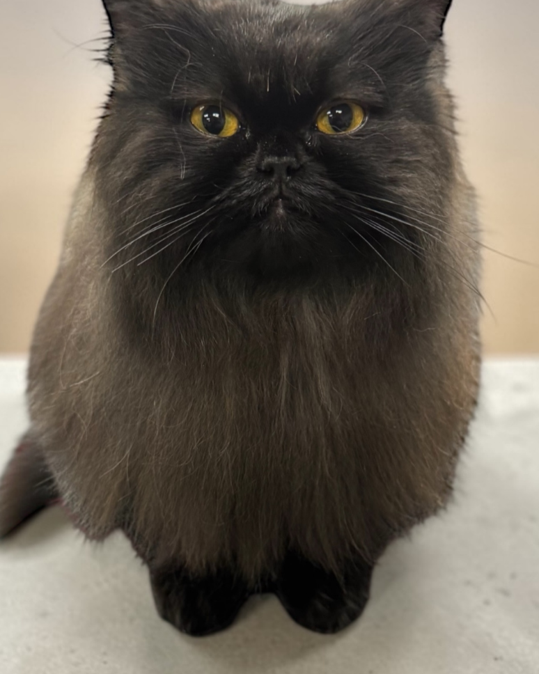 A black Persian after a bath and blow dry.