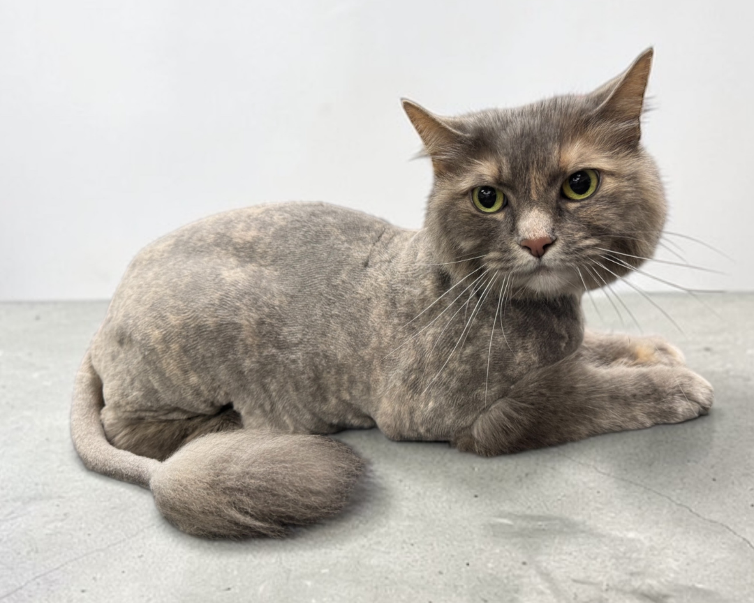 Cat grooming lion cut style with shaved body and fluffy tail at Lovely Cats Grooming Studio.