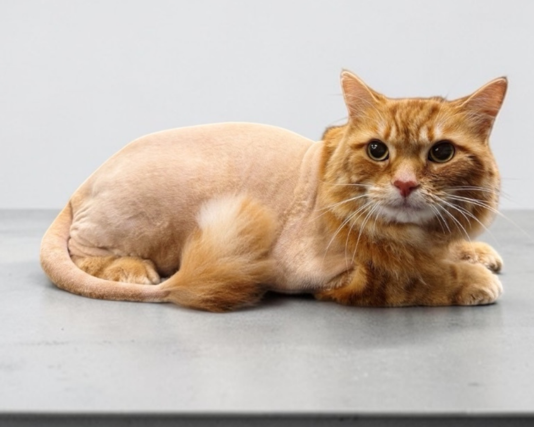 An orange cat with a Lion Cut in Sterling Heights, MI.
