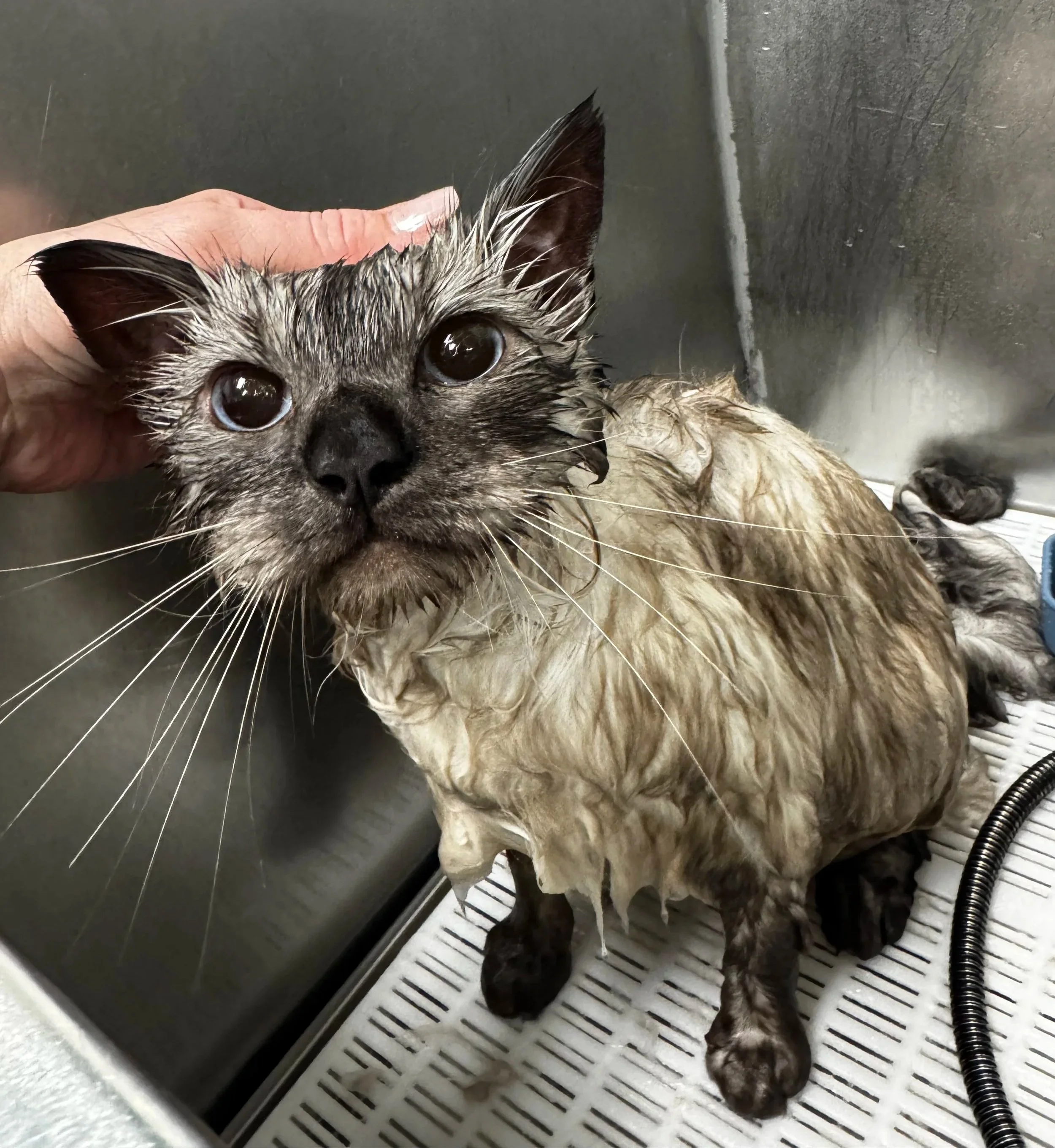 An essnential bath with feline-safe shampoo.