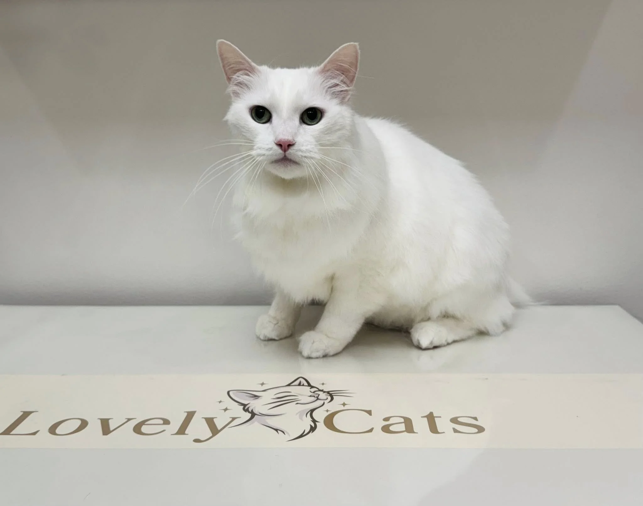 Turkish Angora 2.jpg