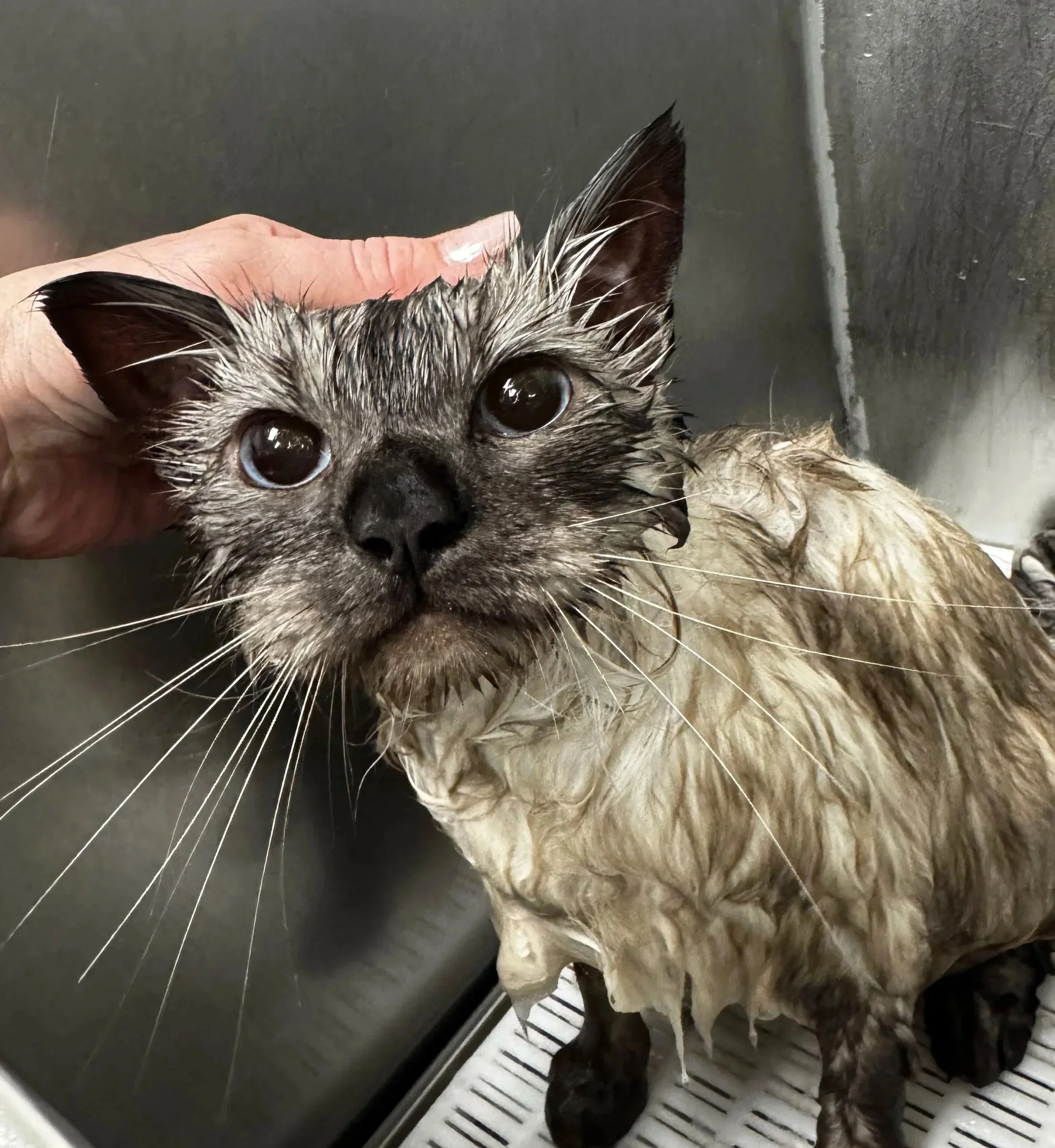 Essential bath on a long-haired cat.