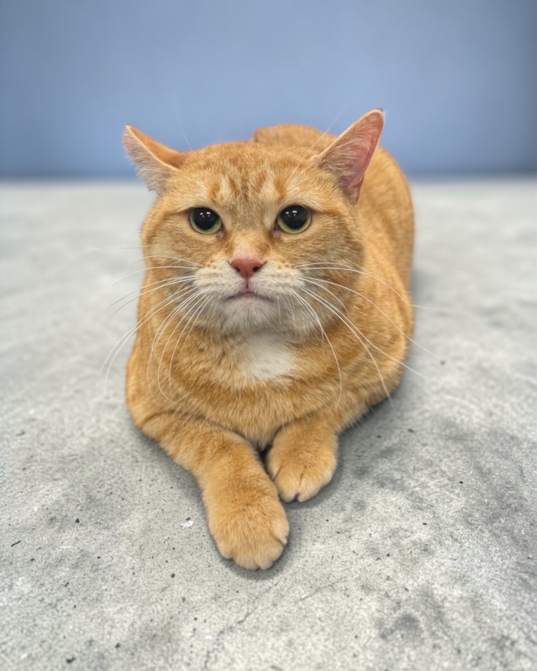 Orange tabby cat after a de-shed bath.