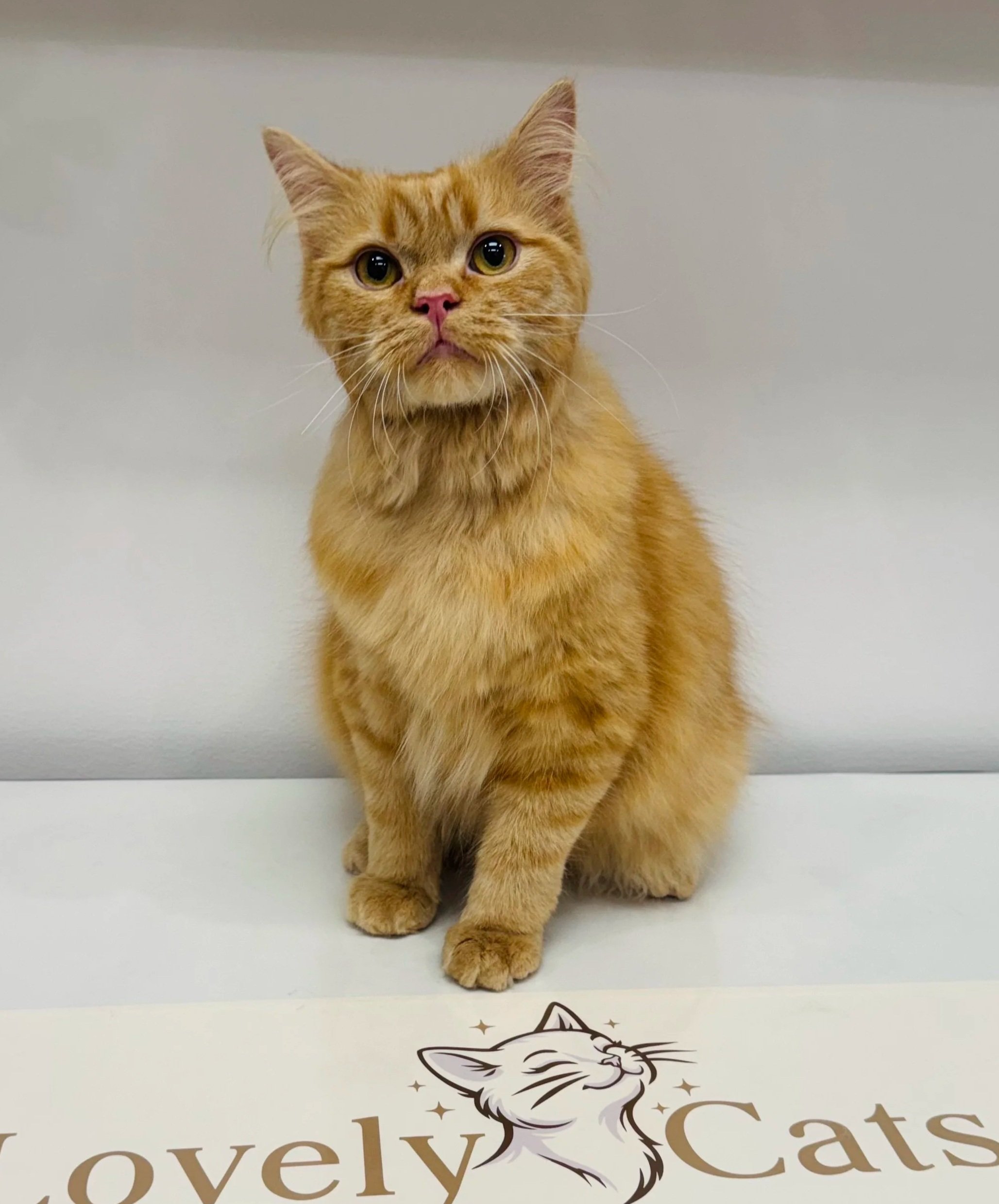 Orange tabby cat sitting on a white surface with a logo of a cat and the words 'lovely cats' underneath.